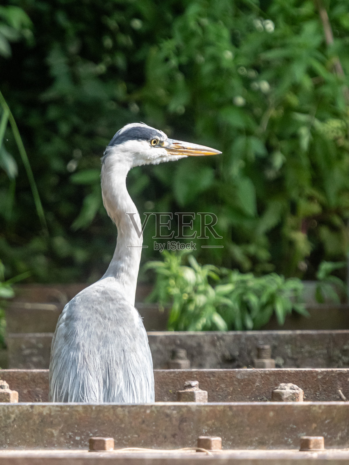 湖边的鸟类照片摄影图片