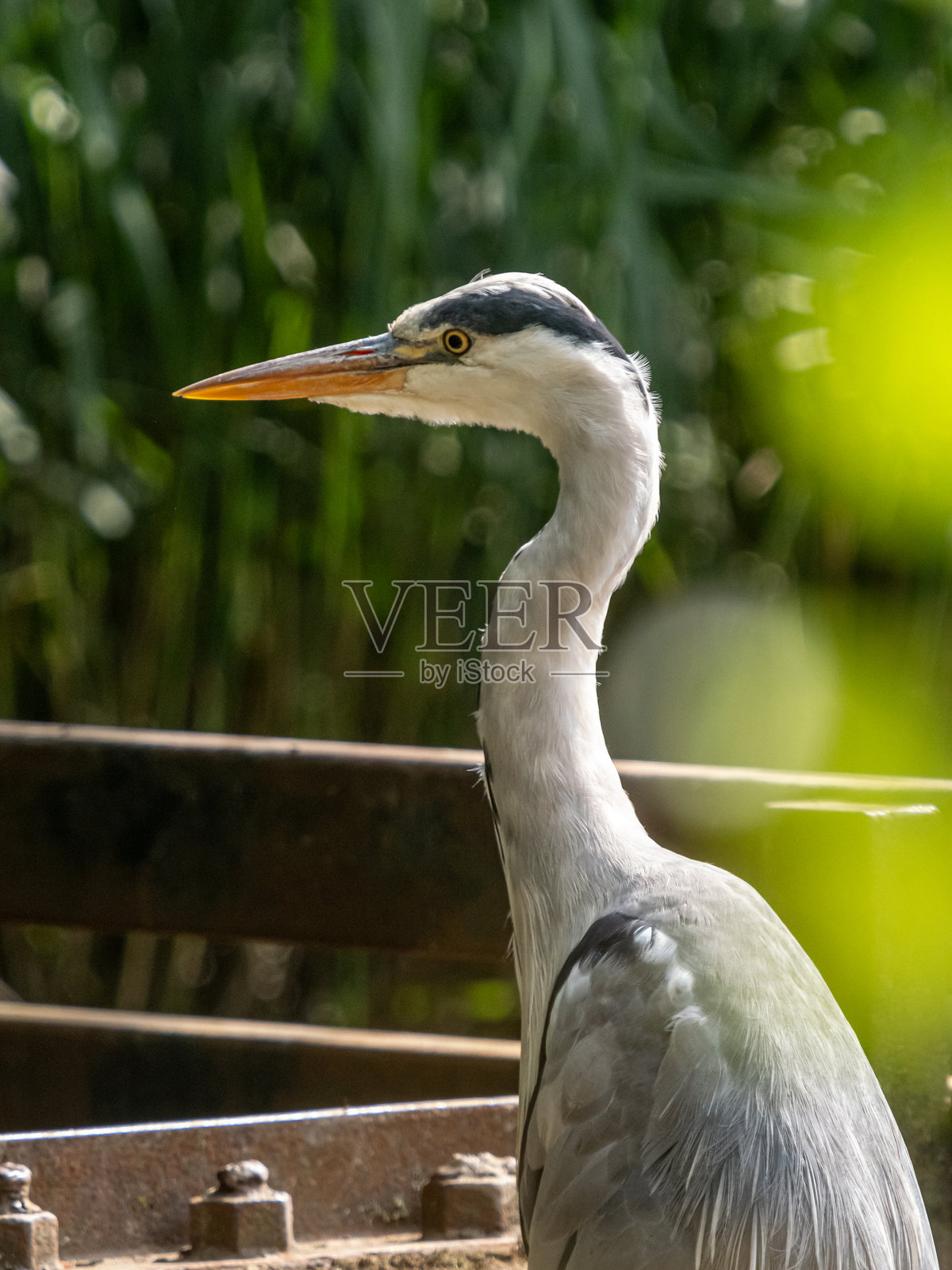 湖边的鸟类照片摄影图片