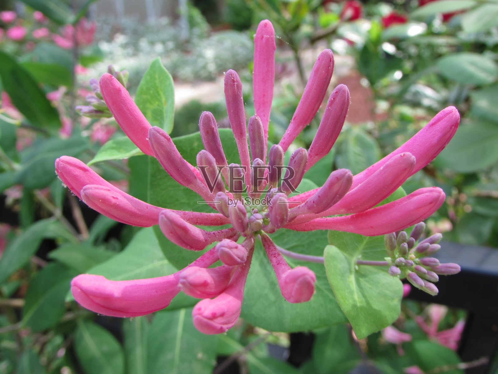 忍冬照片摄影图片