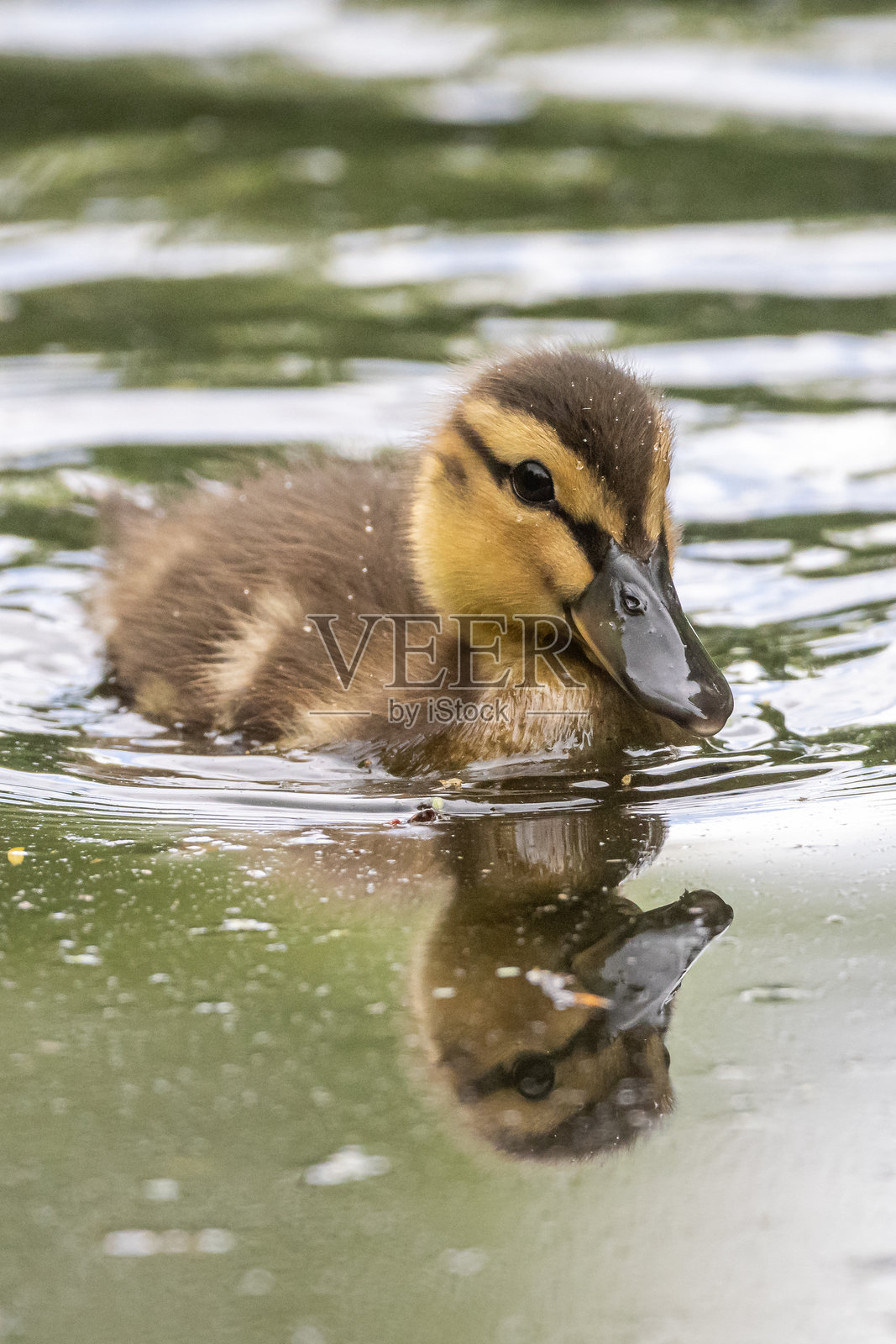 当地公园的鸟类照片摄影图片