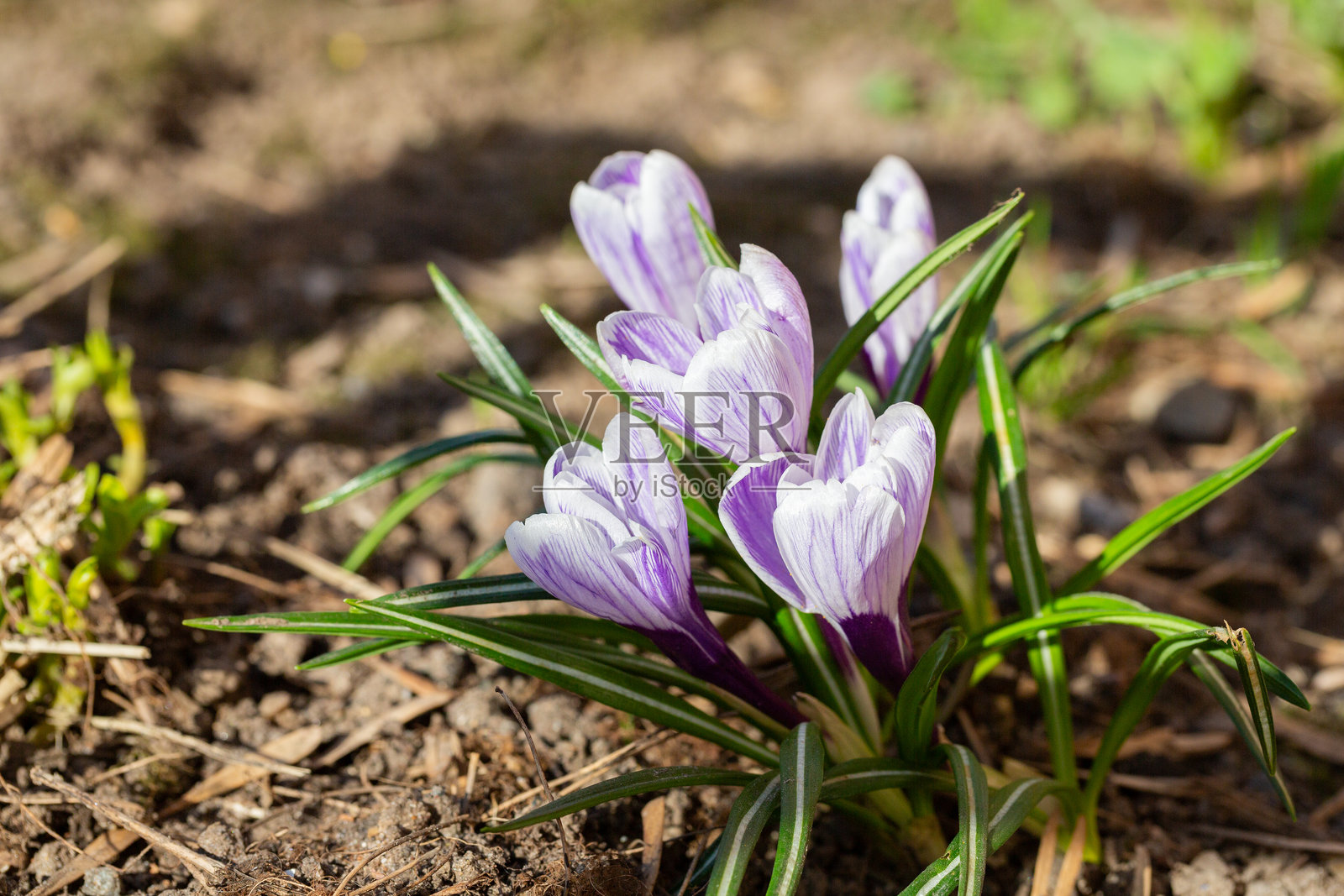 春天的紫色番红花。高质量照片照片摄影图片