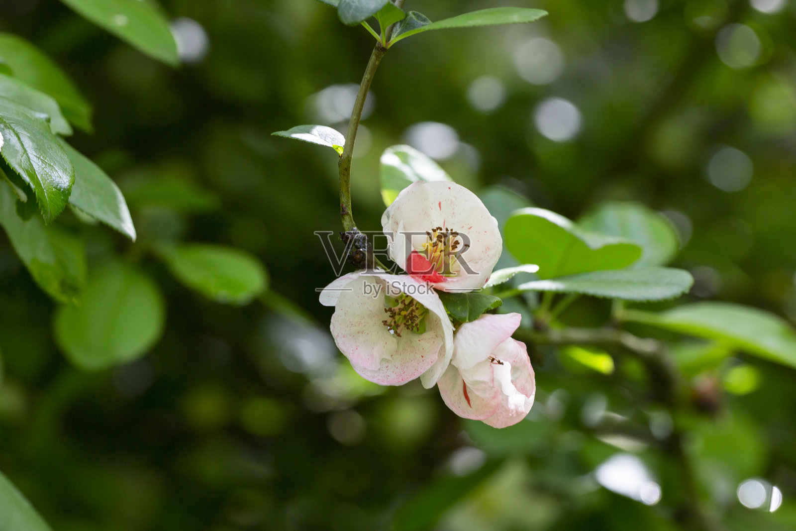 日本榼的白色花朵特写。春季花卉背景，选择性对焦。照片摄影图片