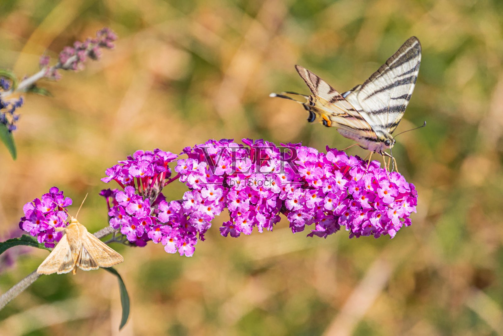 图像展示了两只蝴蝶，一只棕色，一只白色，置身于宁静的自然场景中。棕色蝴蝶栖息在紫色花朵上，白色蝴蝶正向右飞去，背景是绿色的草地。照片摄影图片