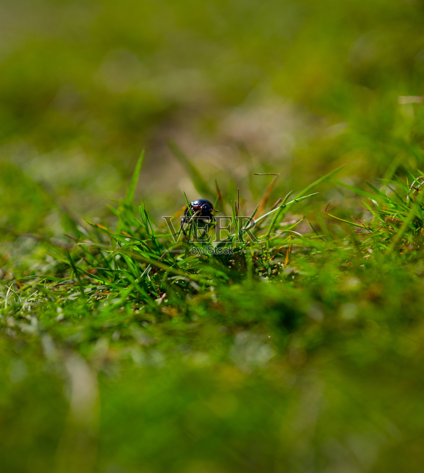 黑色粪金龟子在草上爬行。照片摄影图片