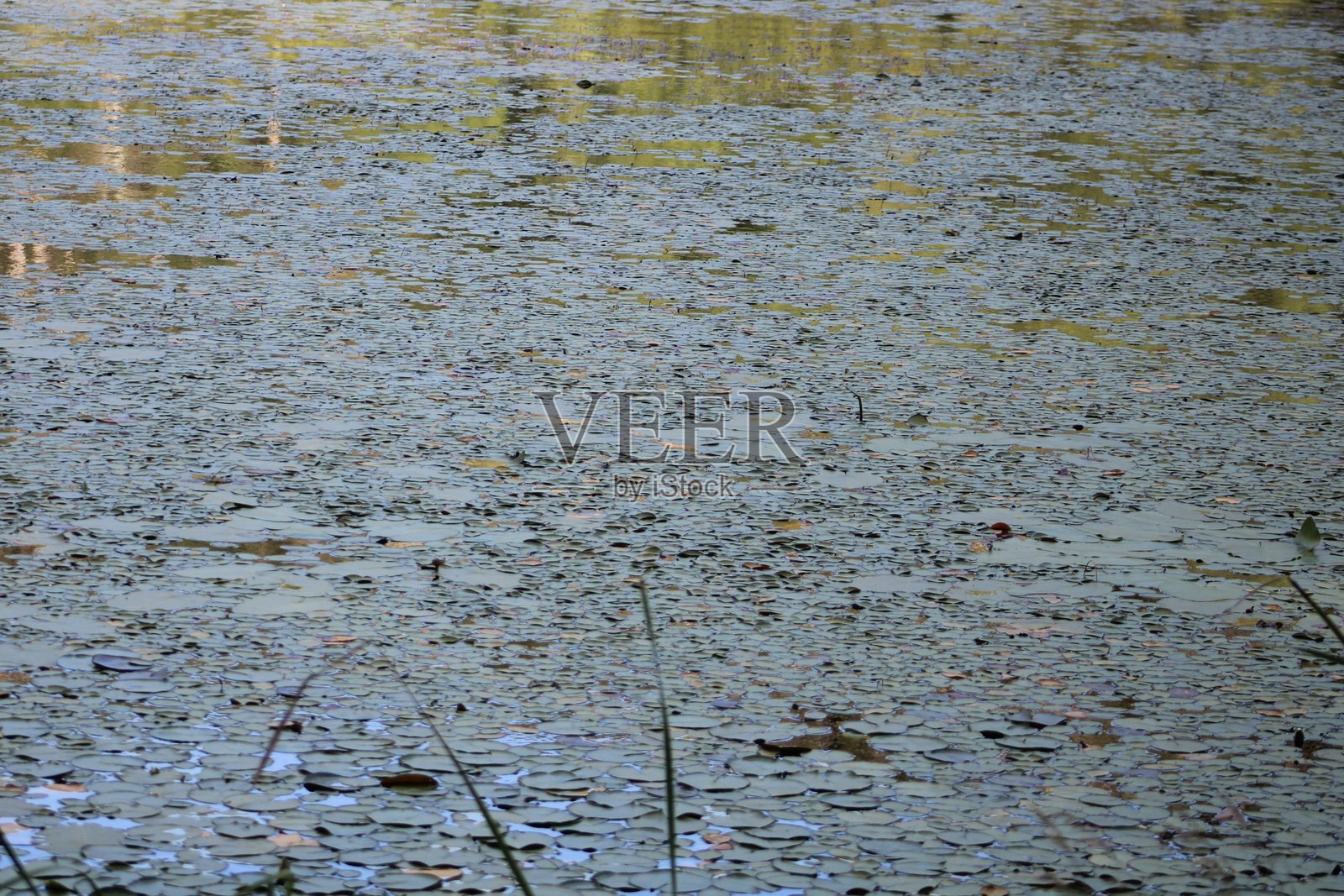 睡莲照片摄影图片