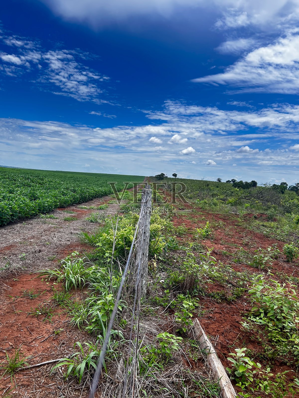 大豆作物与广阔区域的比较照片摄影图片