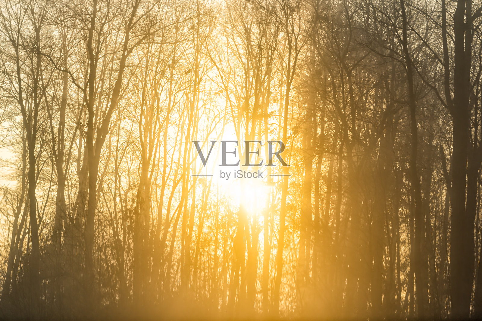 清晨，阳光透过树木，森林中的日出光芒形成美丽的图案，印第安纳州的景色在雾气中散发出五彩斑斓的黄色光辉。照片摄影图片