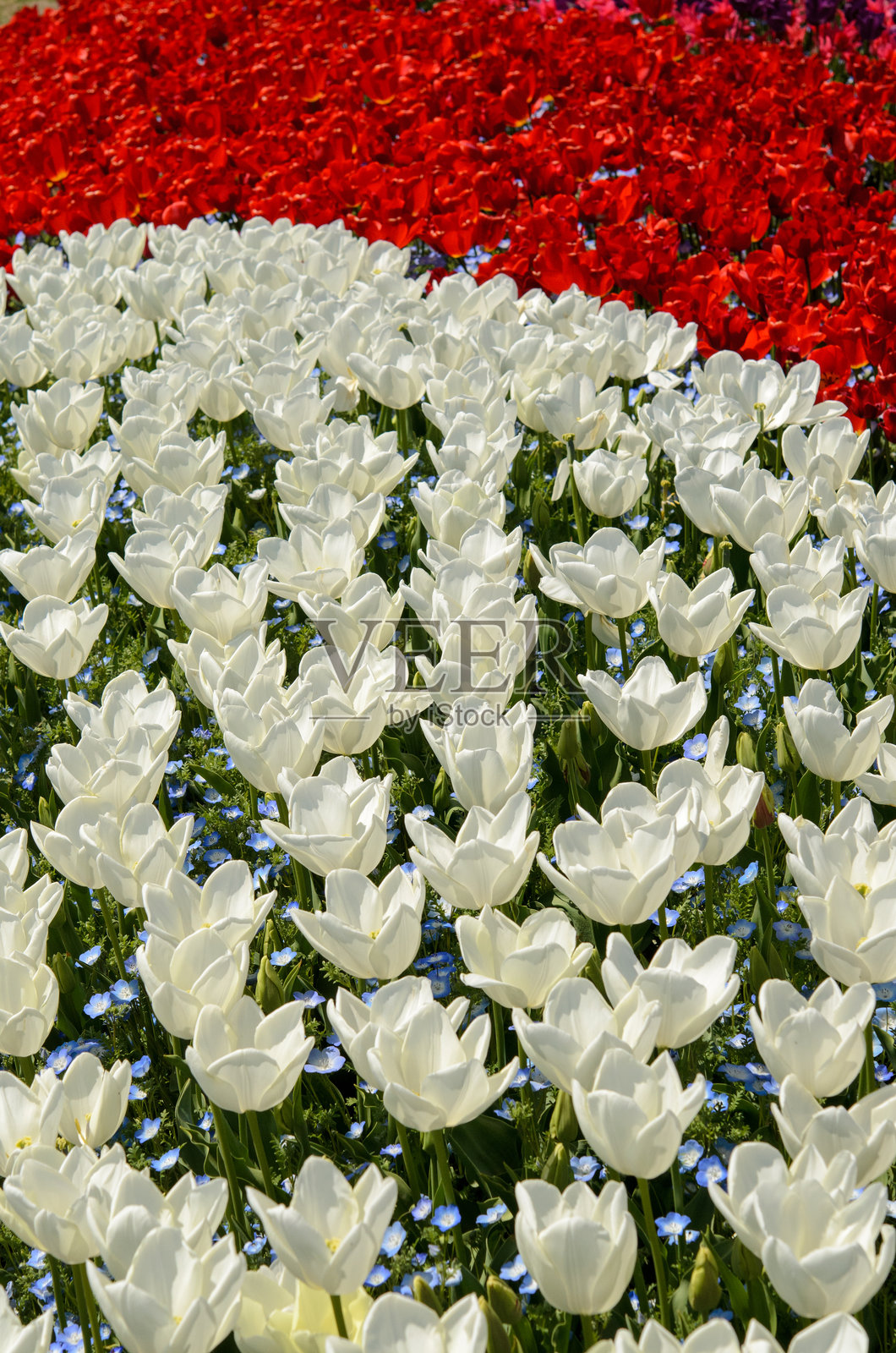 郁金香田野照片摄影图片