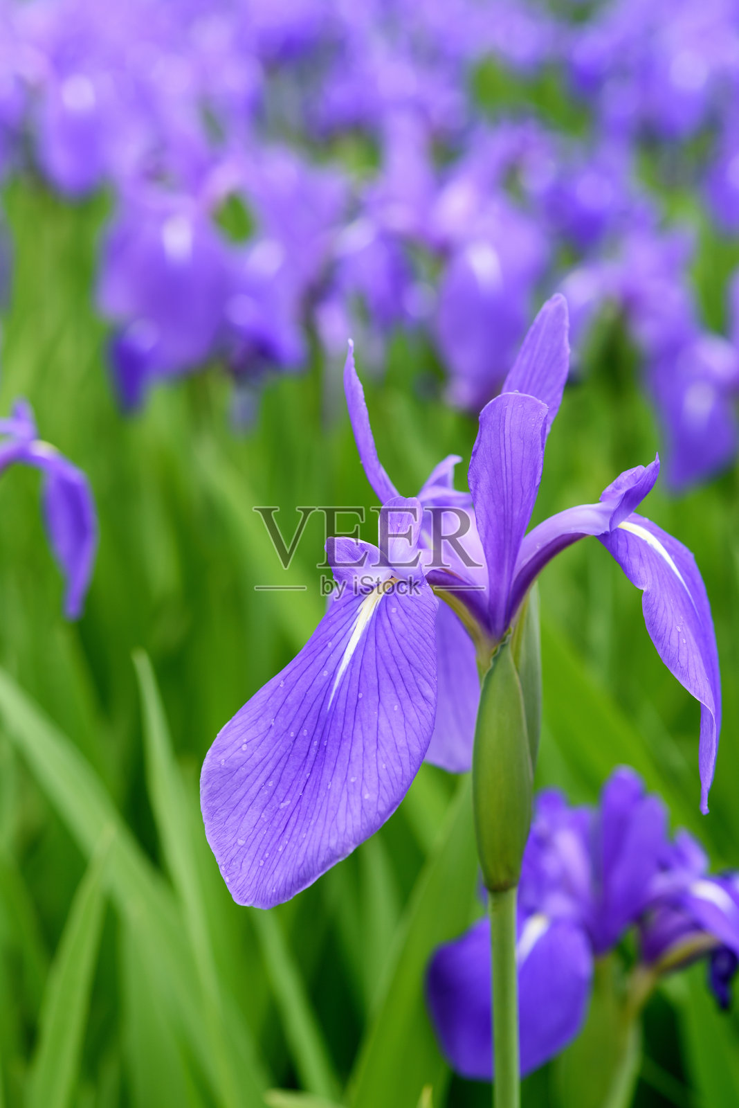 鸢尾花照片摄影图片