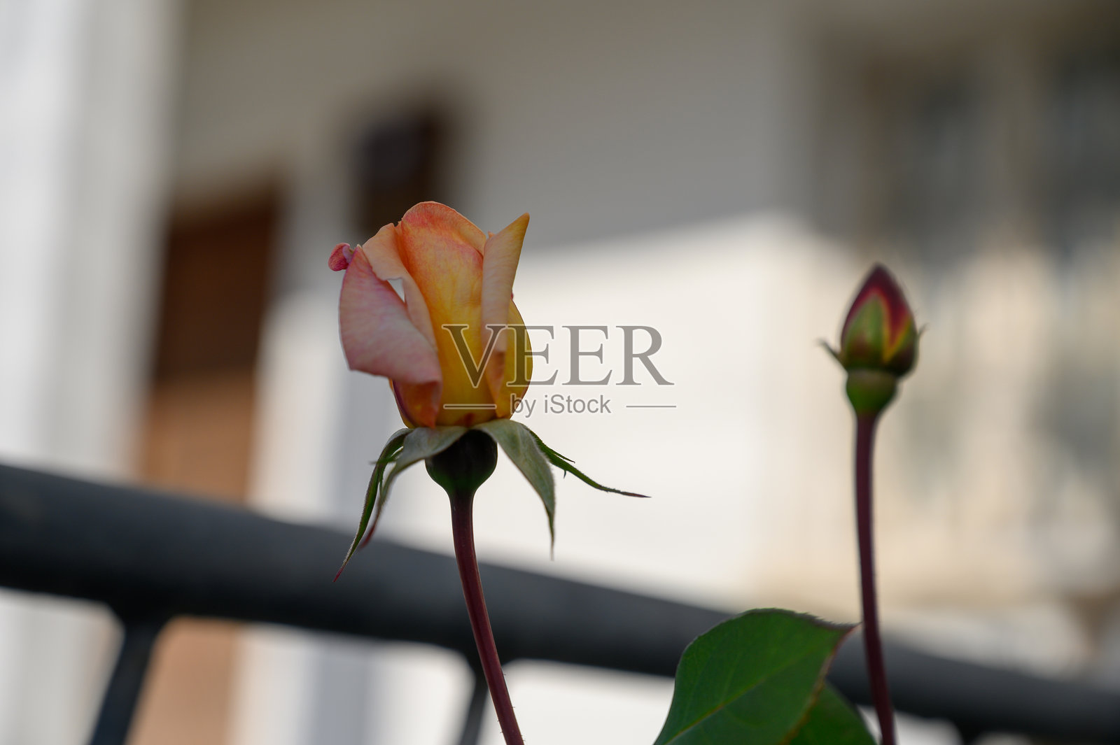 阳光下盛开的玫瑰花蕾，靠近一扇乡村风格的木门，宁静的下午。照片摄影图片