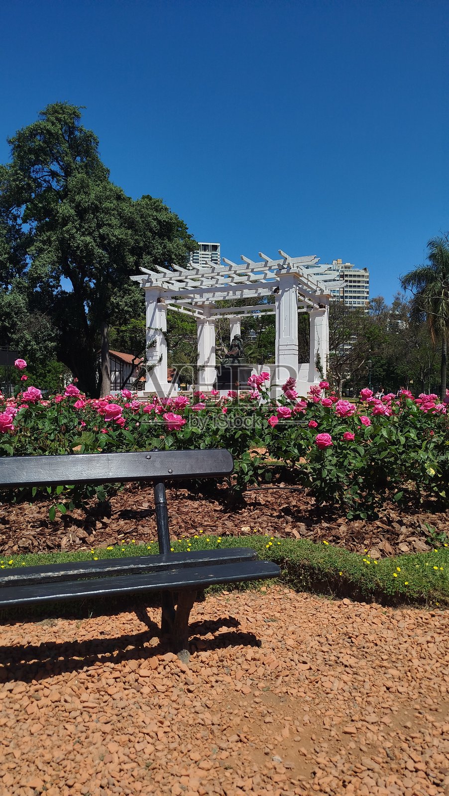 布宜诺斯艾利斯玫瑰园照片摄影图片