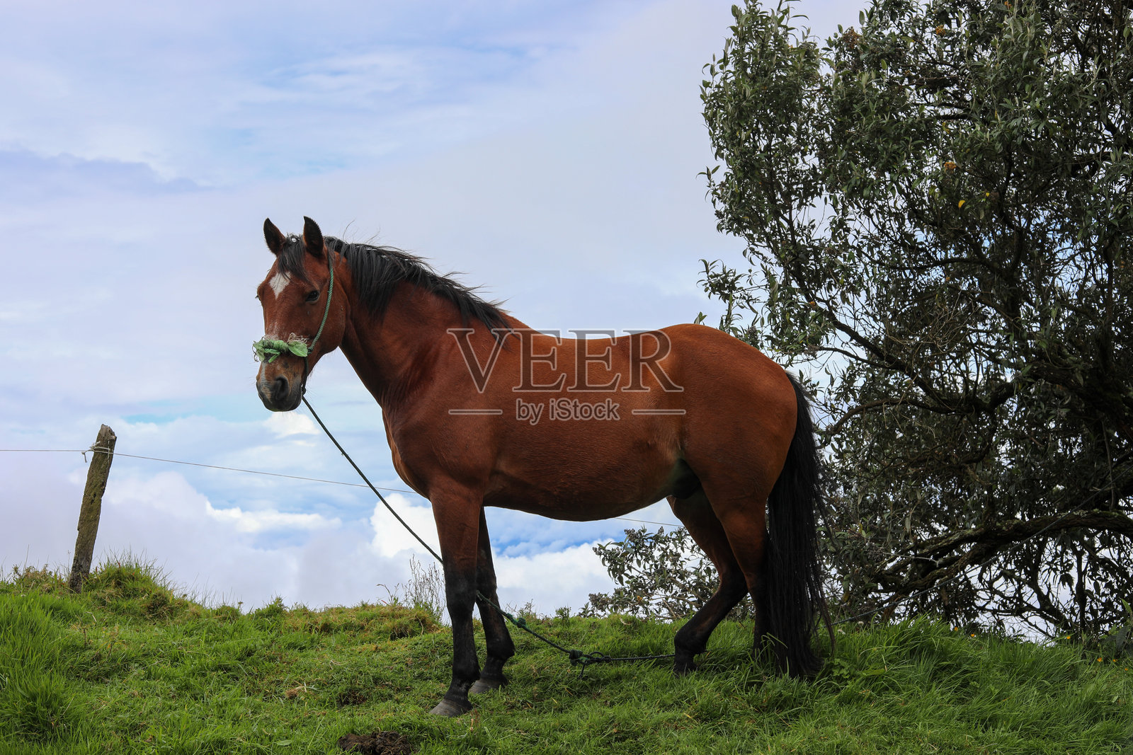 田野中的马照片摄影图片