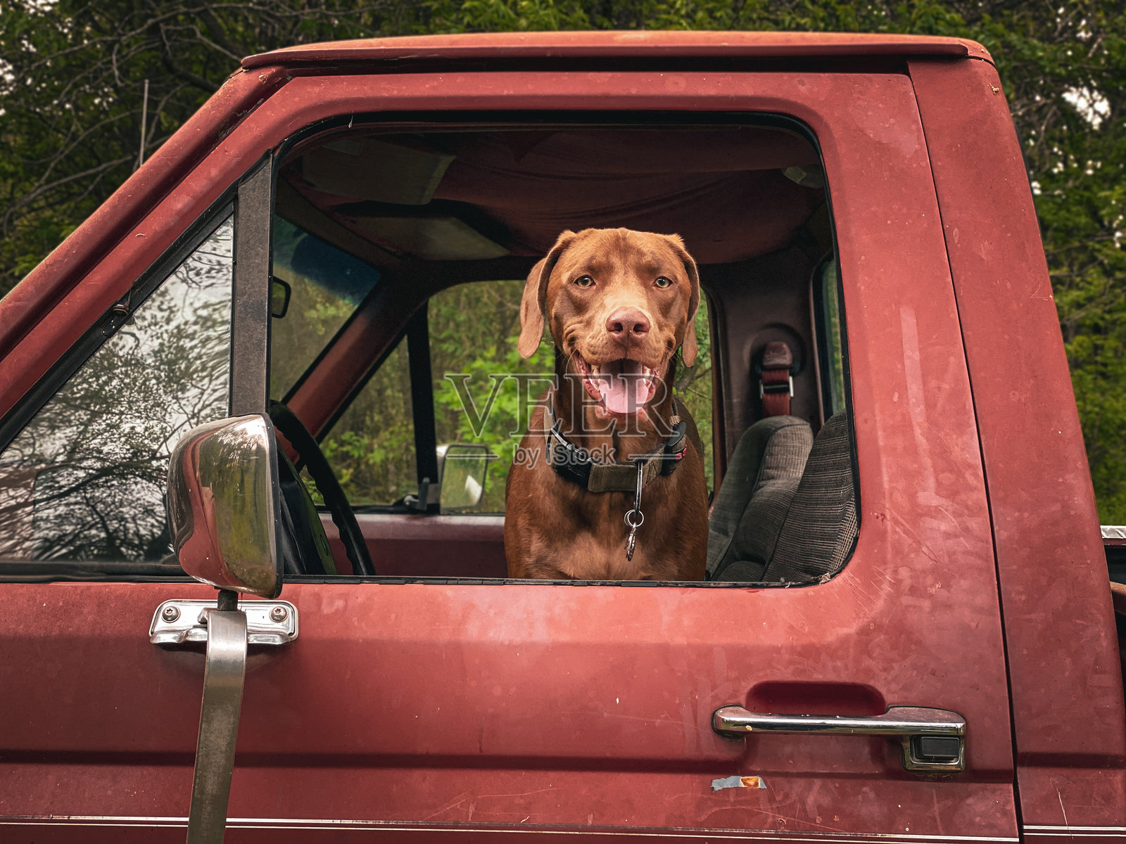 狗狗骑行照片摄影图片