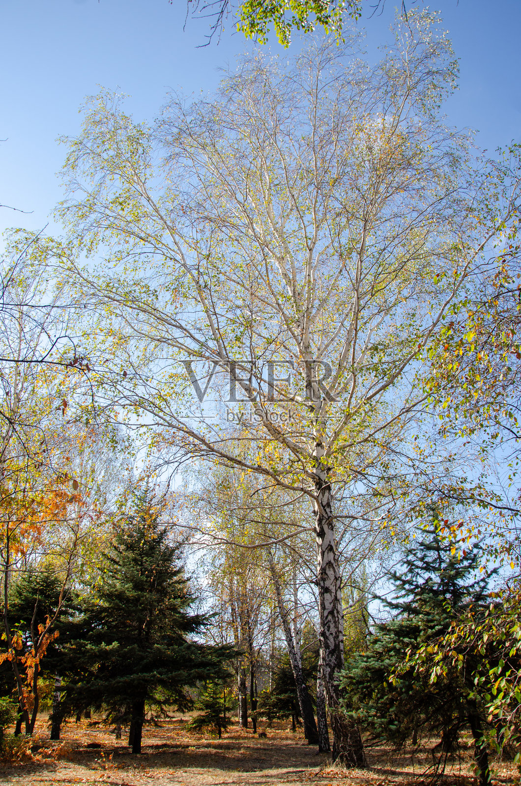 乌克兰东部的森林、树木和树枝自然景观照片摄影图片