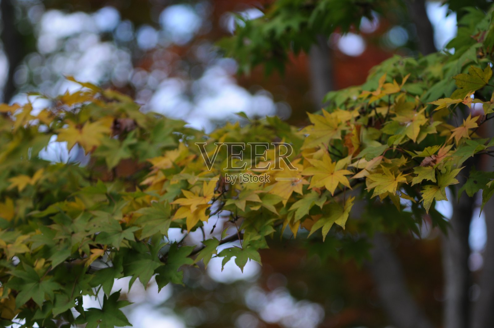 日本的秋天落叶照片摄影图片