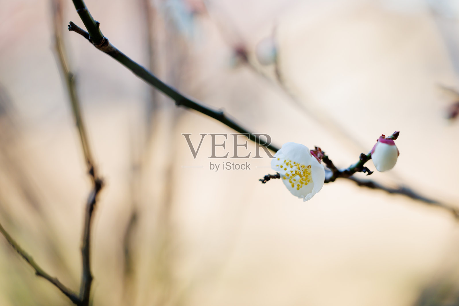 梅花照片摄影图片