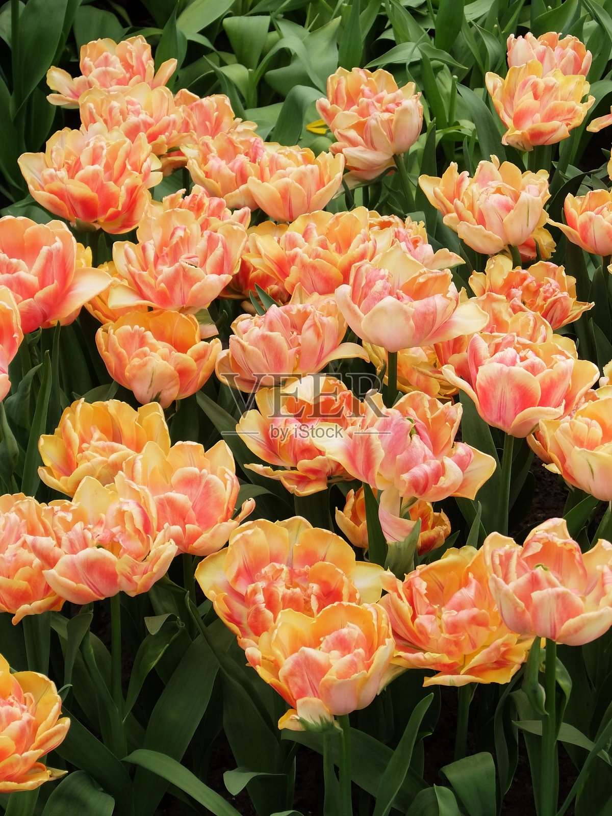 盛开的美丽红黄郁金香花特写。照片摄影图片