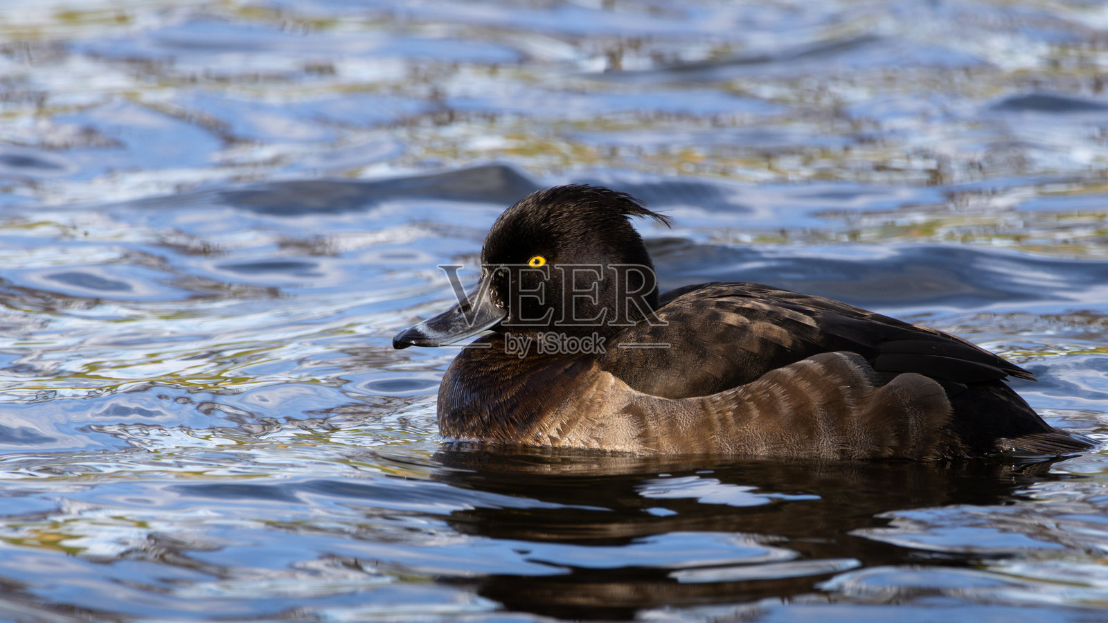 一只雄性冠鸭特写，正在水中游泳。照片摄影图片