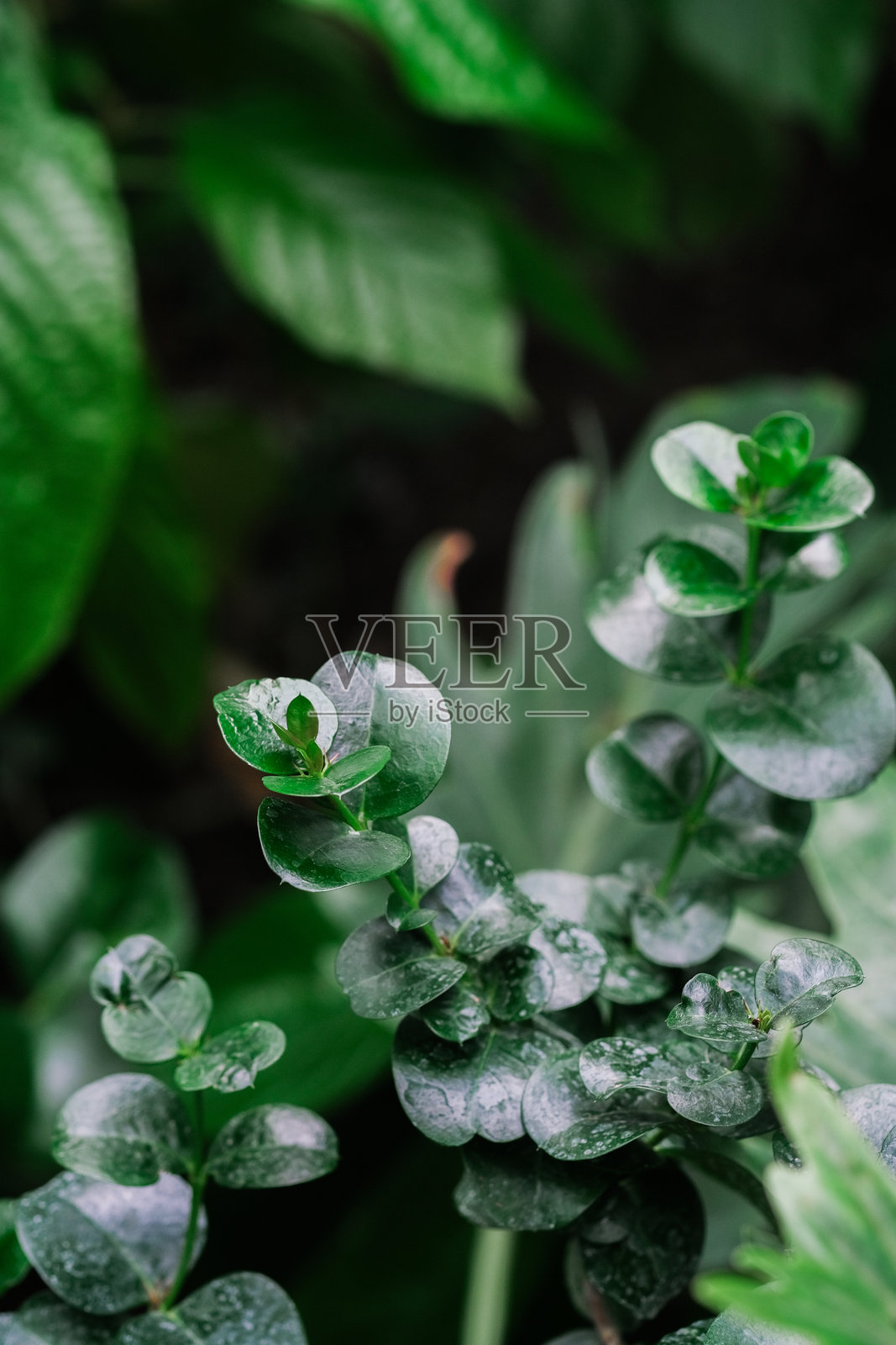 特写镜头展示了一株植物叶子上的水滴，展现了自然界中水的自然美。照片摄影图片