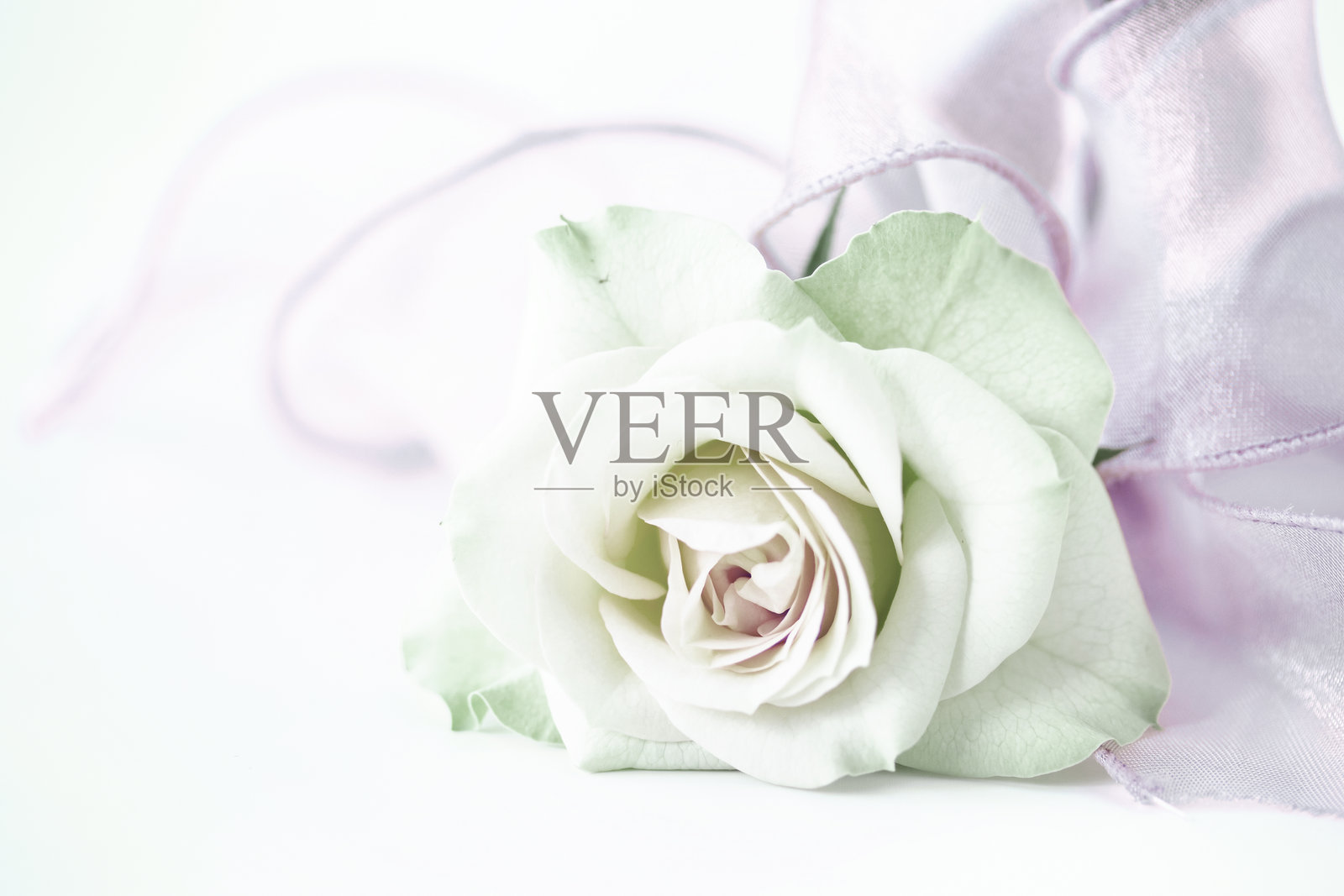 渐变美丽玫瑰与丝带花束（柔和）照片摄影图片