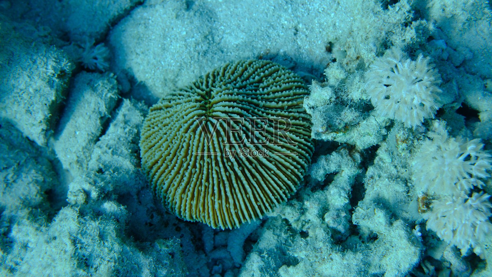 海底蘑菇珊瑚（Danafungia scruposa）照片摄影图片