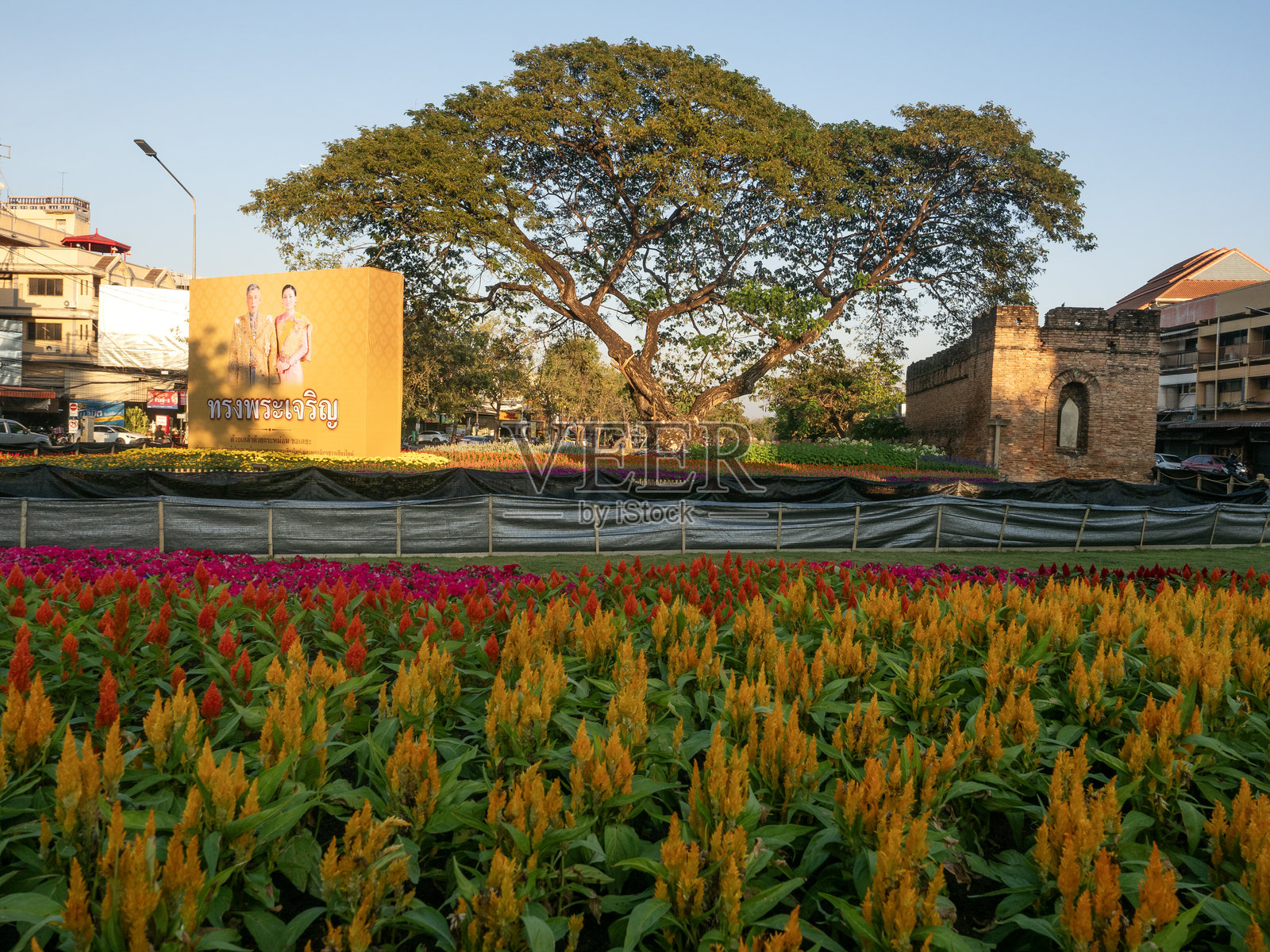 泰国清迈 - 2025年1月23日：苏安独克门在清迈花卉节期间装饰着花园。照片摄影图片
