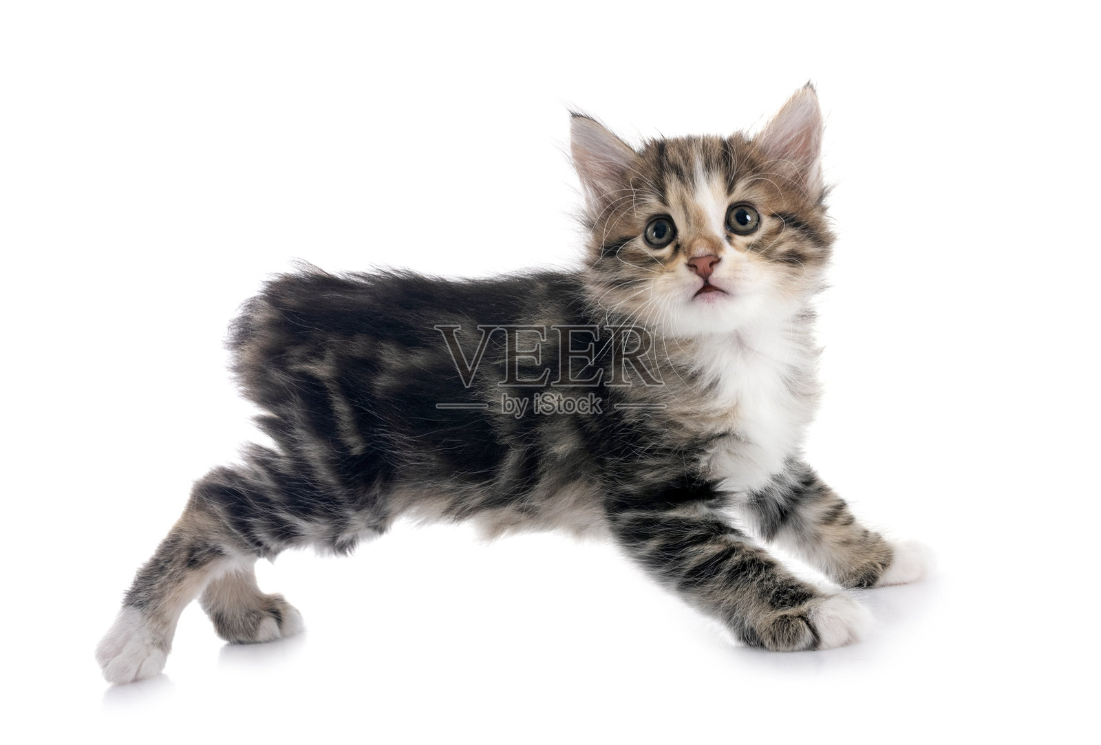 年轻的库里连波特猫在摄影棚里照片摄影图片