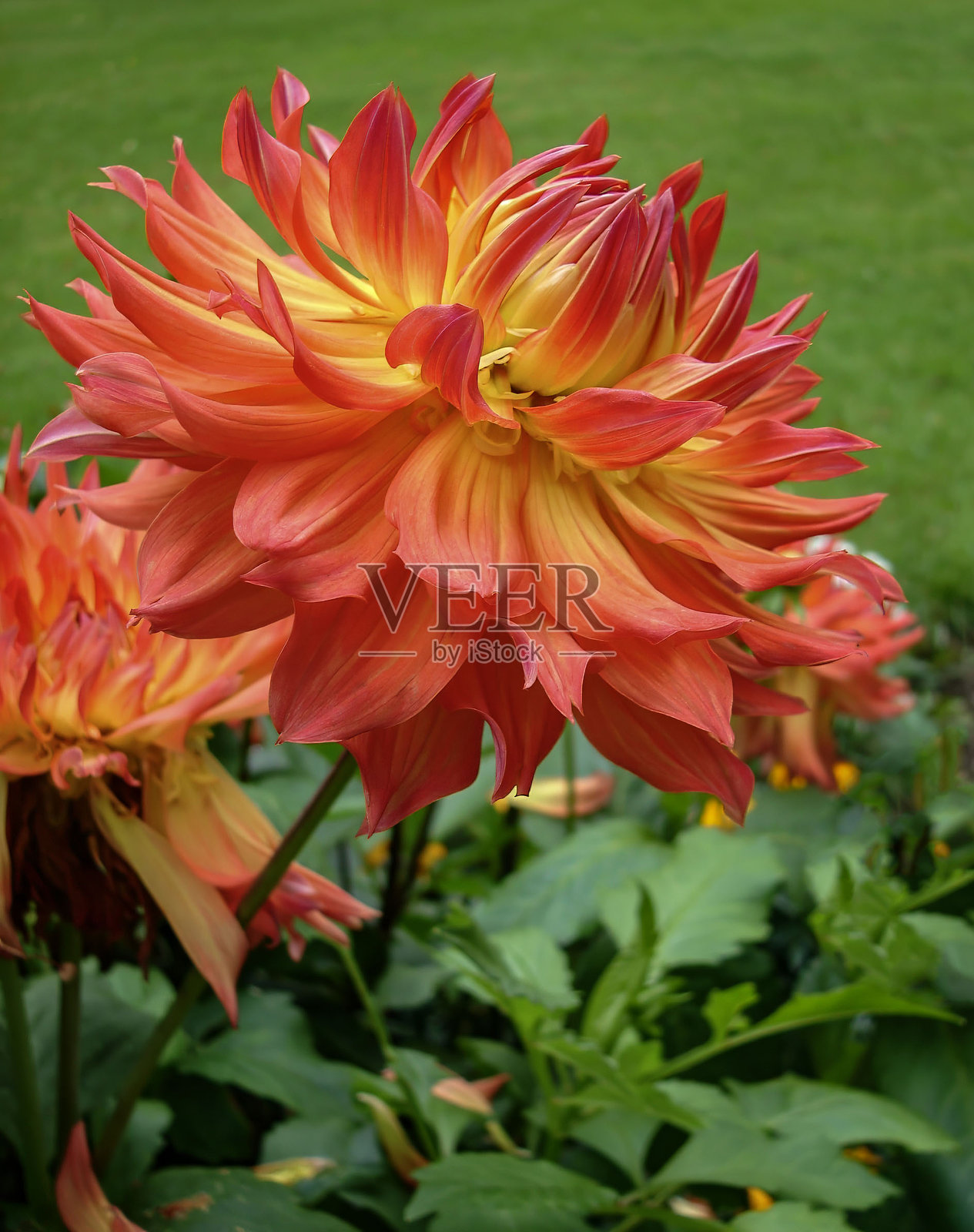 花园中的橙色大丽花在夏末绽放照片摄影图片