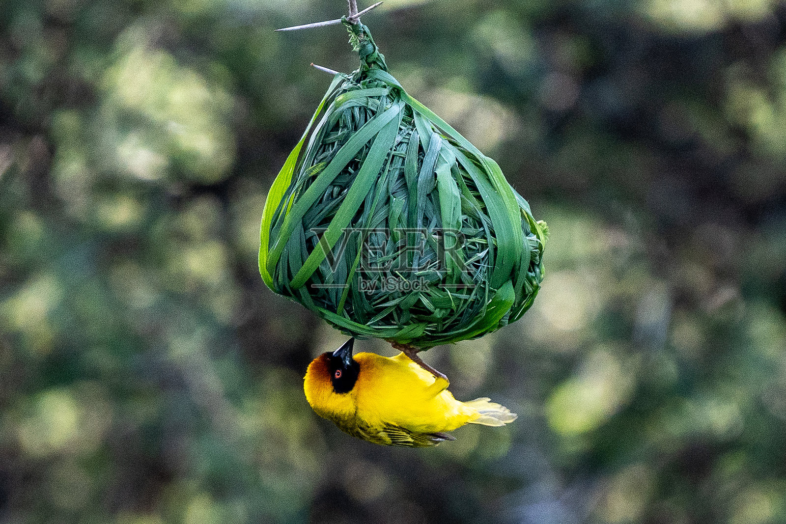 织巢鸟正在构建复杂的巢穴照片摄影图片