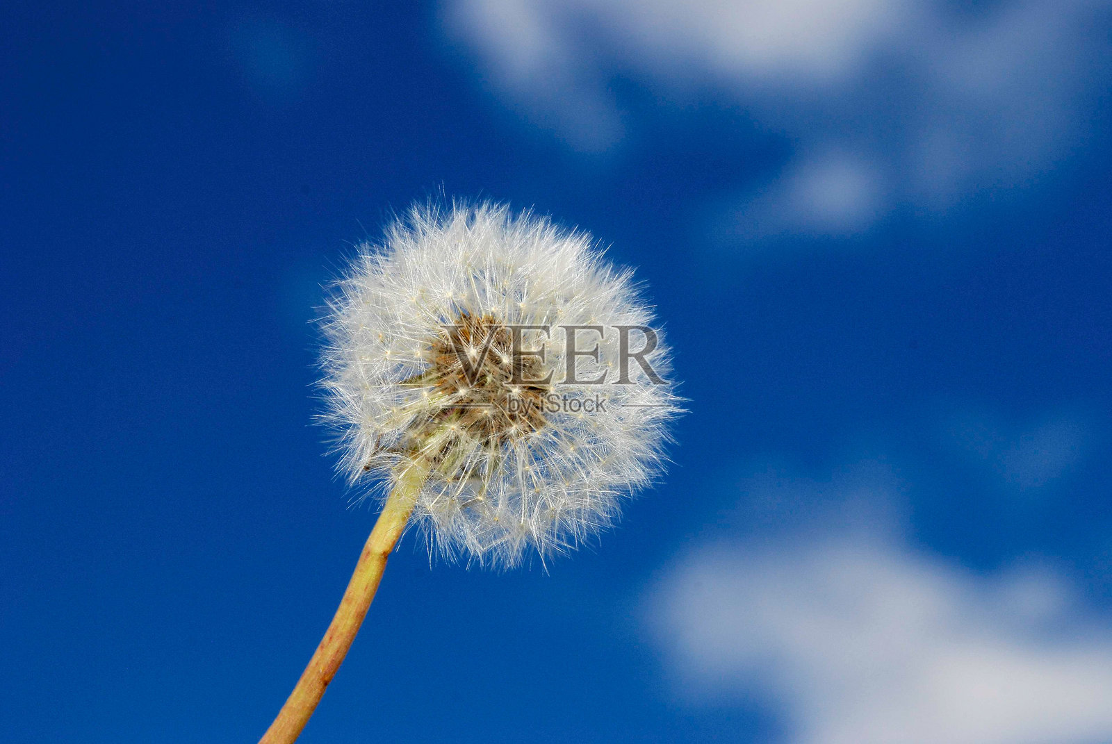 蒲公英与蓝天和白云相映成趣照片摄影图片