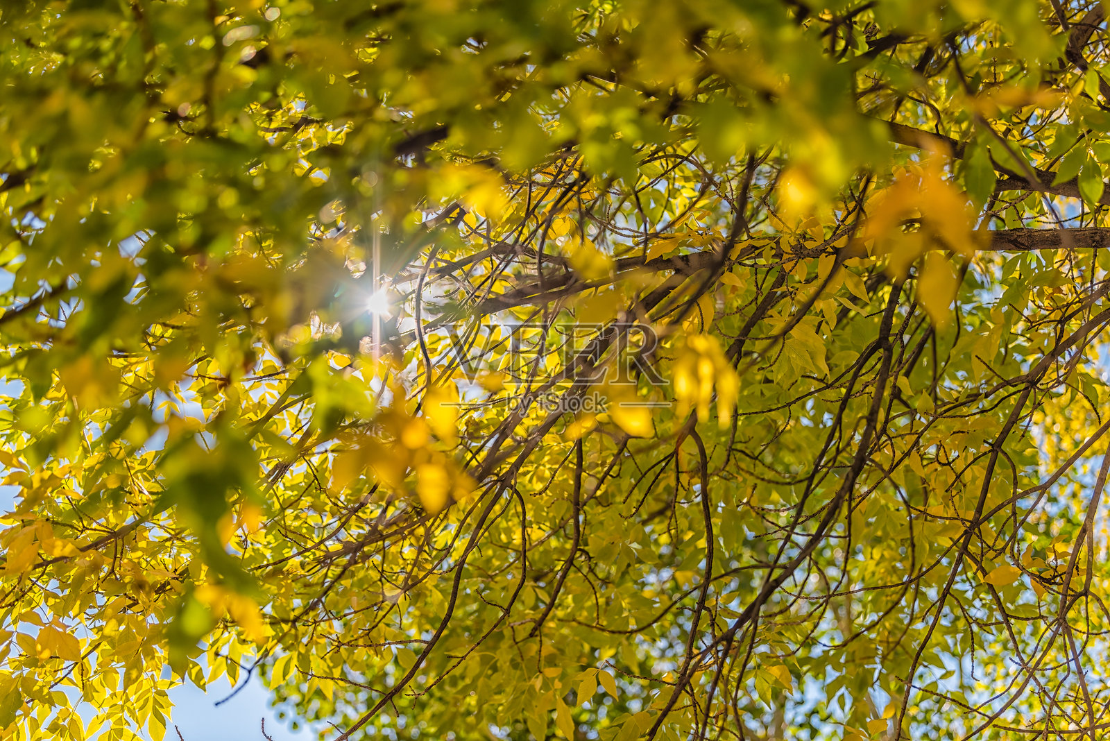 科罗拉多州维尔的秋天，金黄色的白杨树，仰望蓝天，阳光透过树叶形成光晕。照片摄影图片