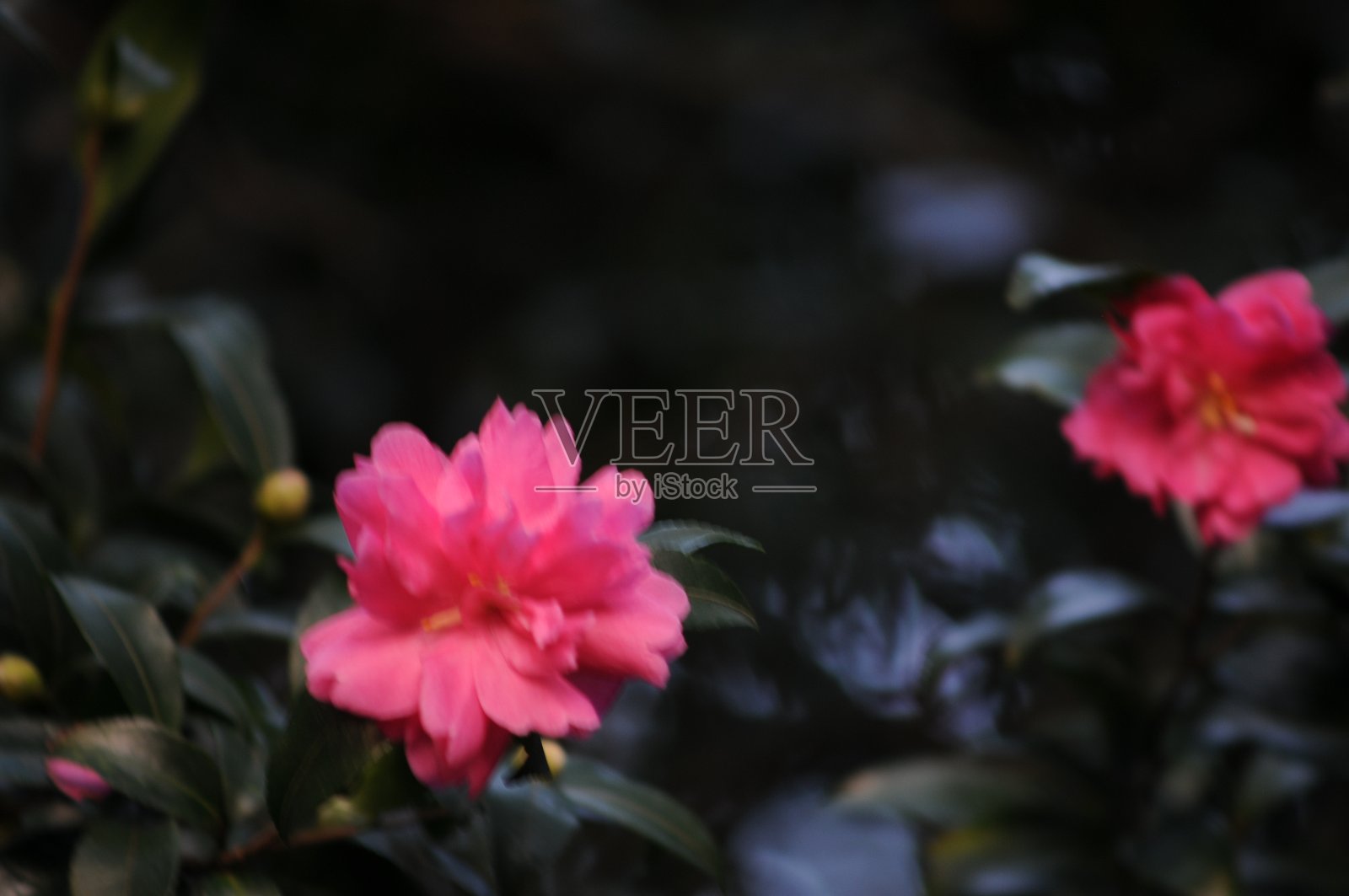 日本花卉照片摄影图片