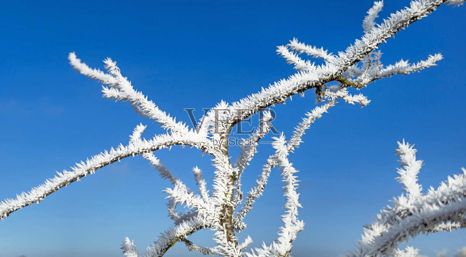 冰冻的树枝照片摄影图片