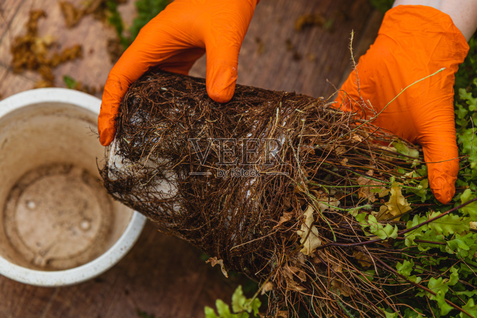 小心翼翼地在温馨的室内花园中为过度生长的花盆换土照片摄影图片