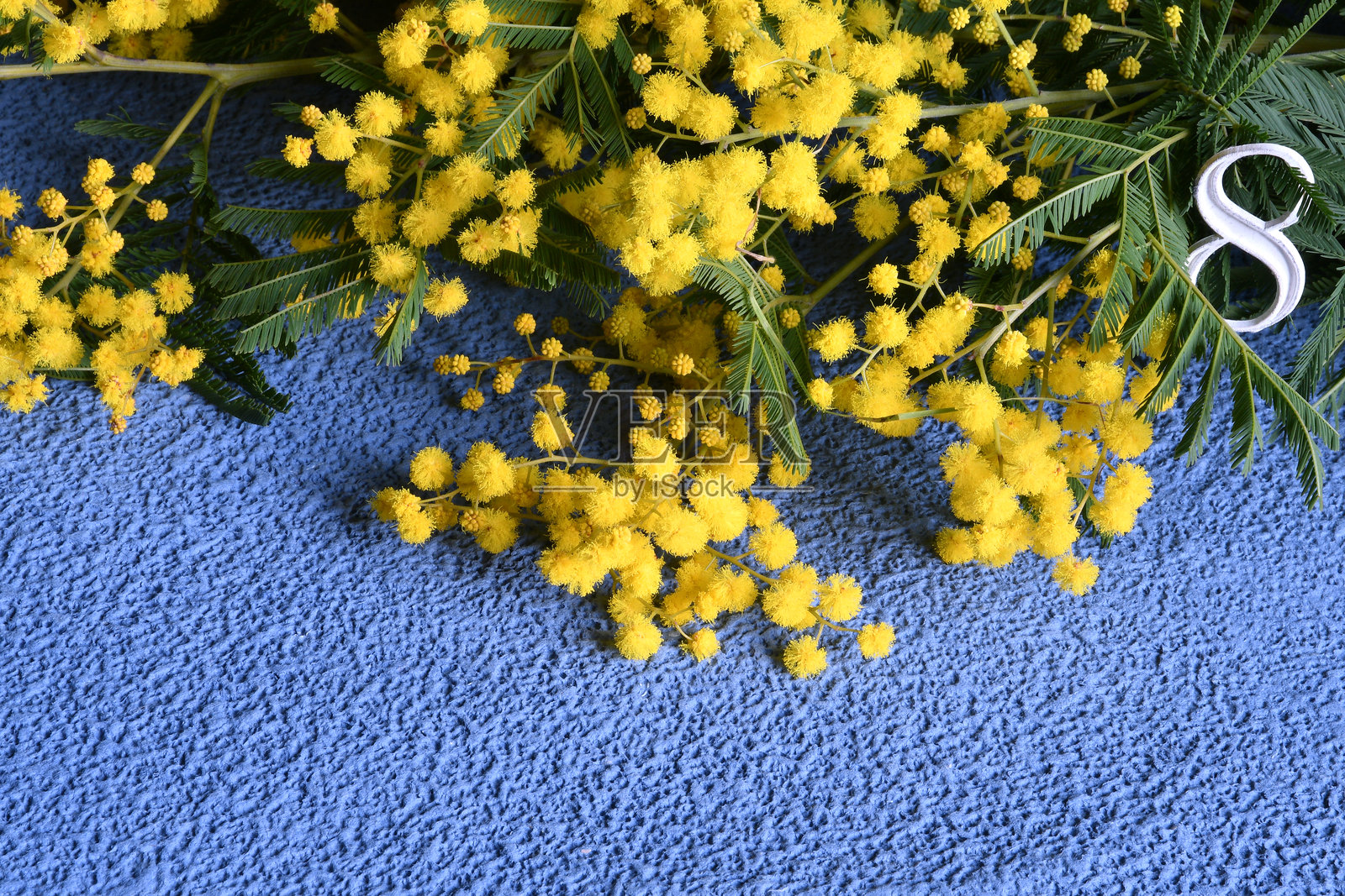 花卉组合。蓝色背景上的含羞草花。黄色含羞草花枝上的白色数字八。用于庆祝3月8日国际妇女节的含羞草花。照片摄影图片