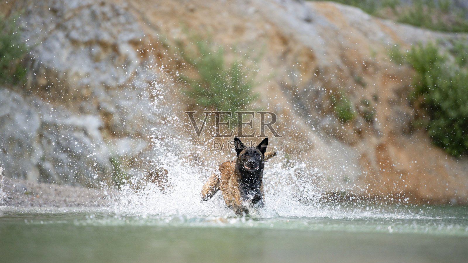 比利时马林诺犬在水中嬉戏照片摄影图片
