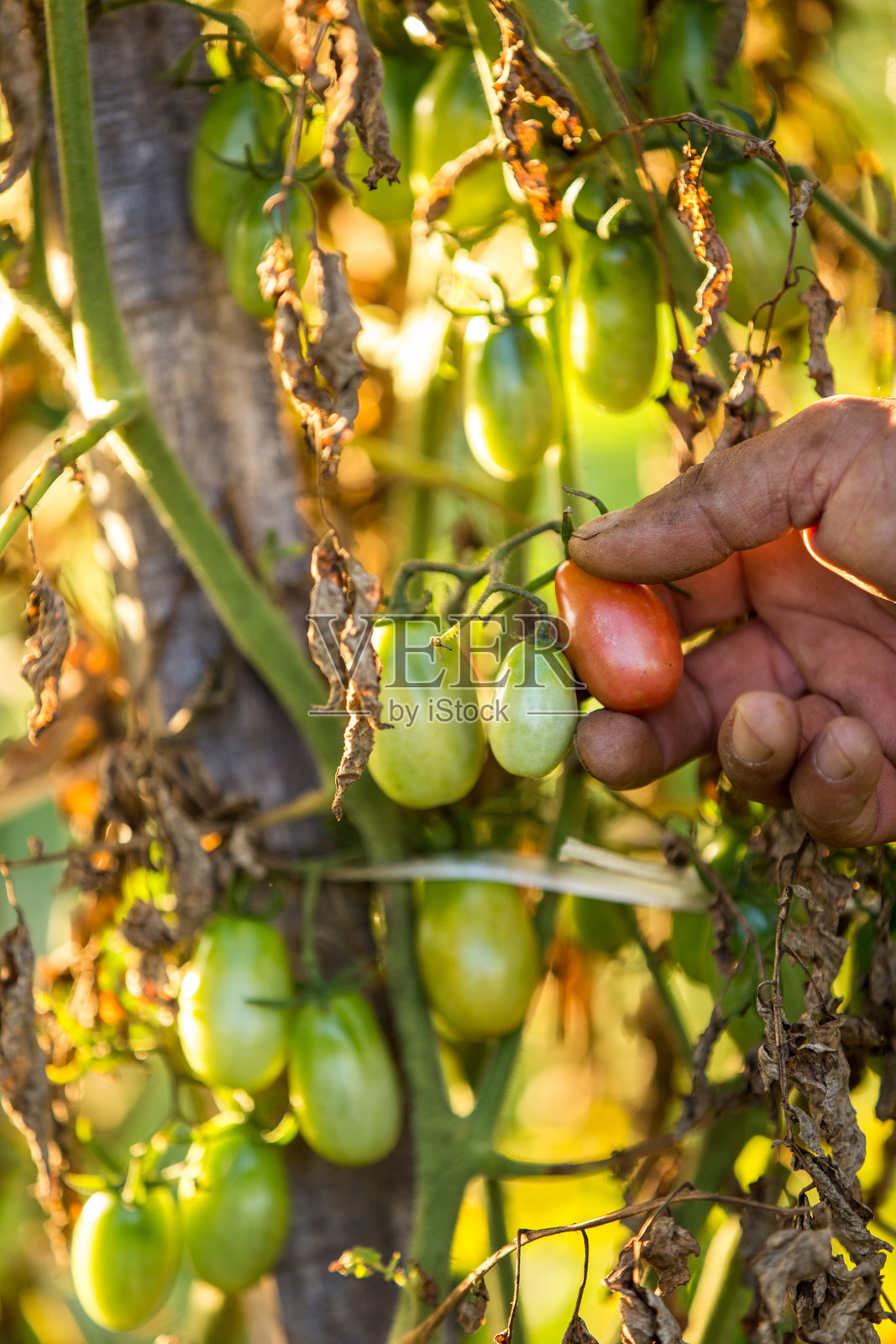 在诺瓦圣丽塔市的小型有机农场种植番茄照片摄影图片