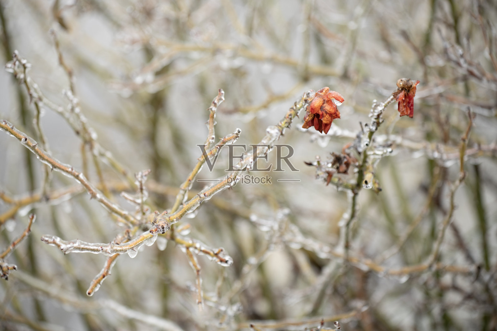 冬季的玫瑰照片摄影图片