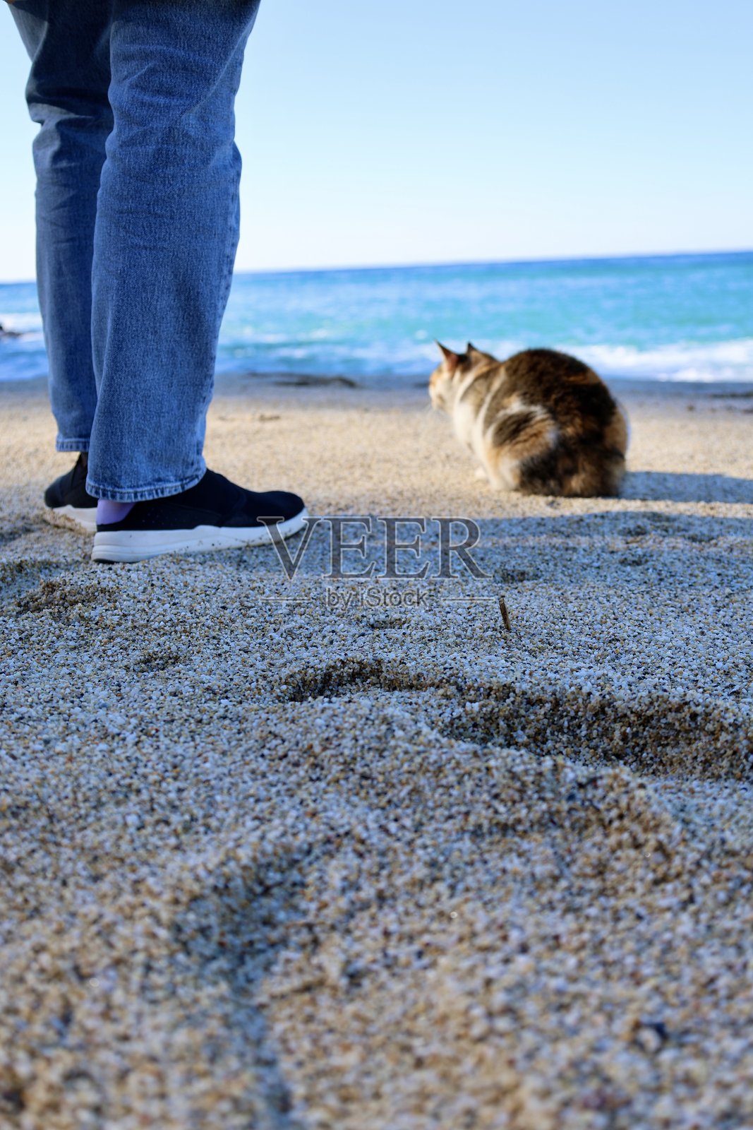 海滩上的女孩与一只猫照片摄影图片