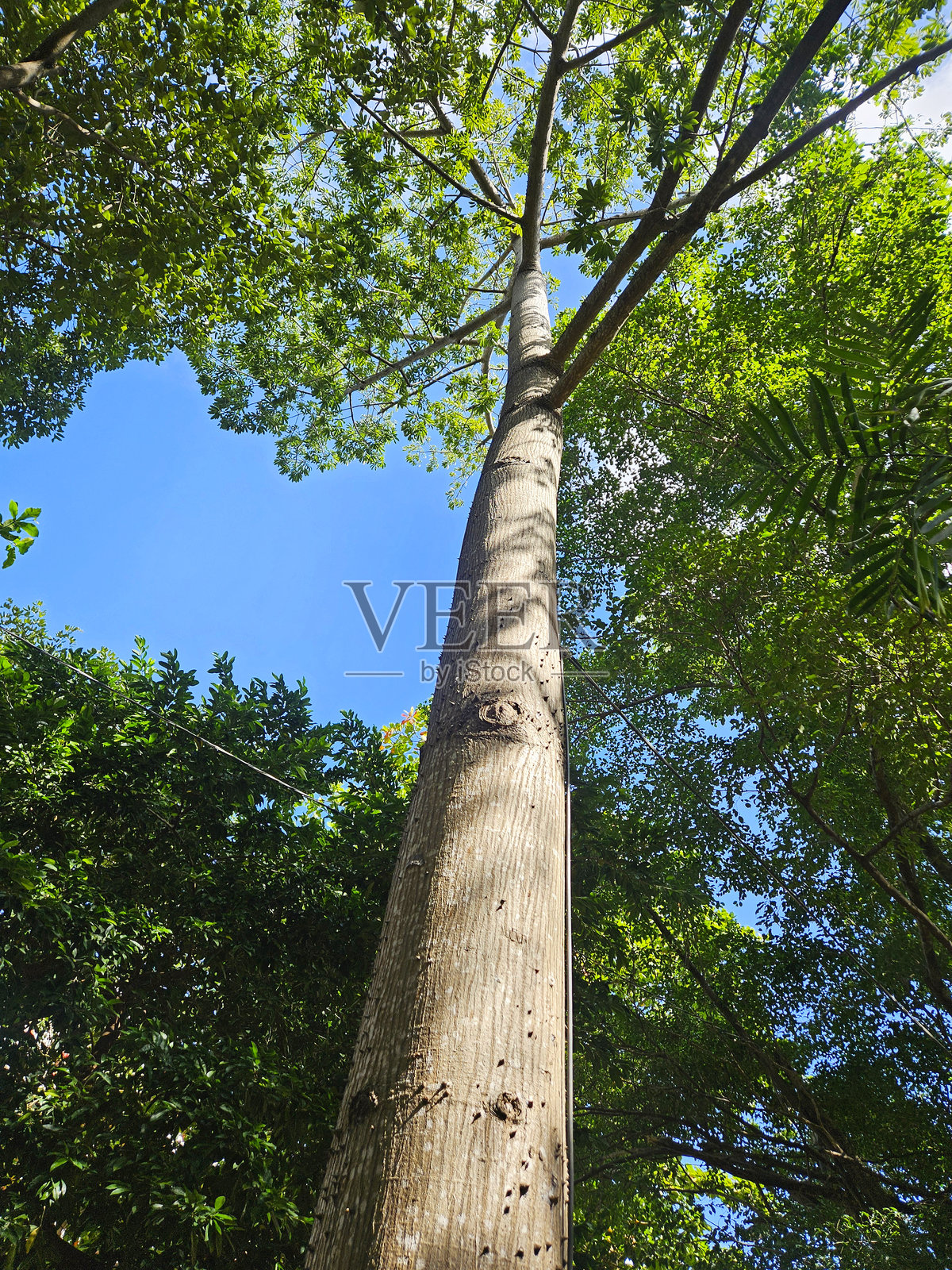 巴西木（Ceiba Speciosa）照片摄影图片
