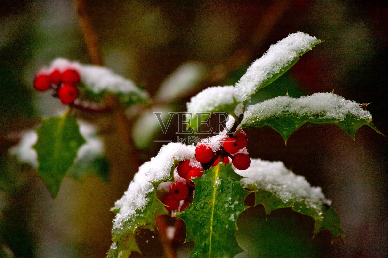 冬季的冬青浆果照片摄影图片