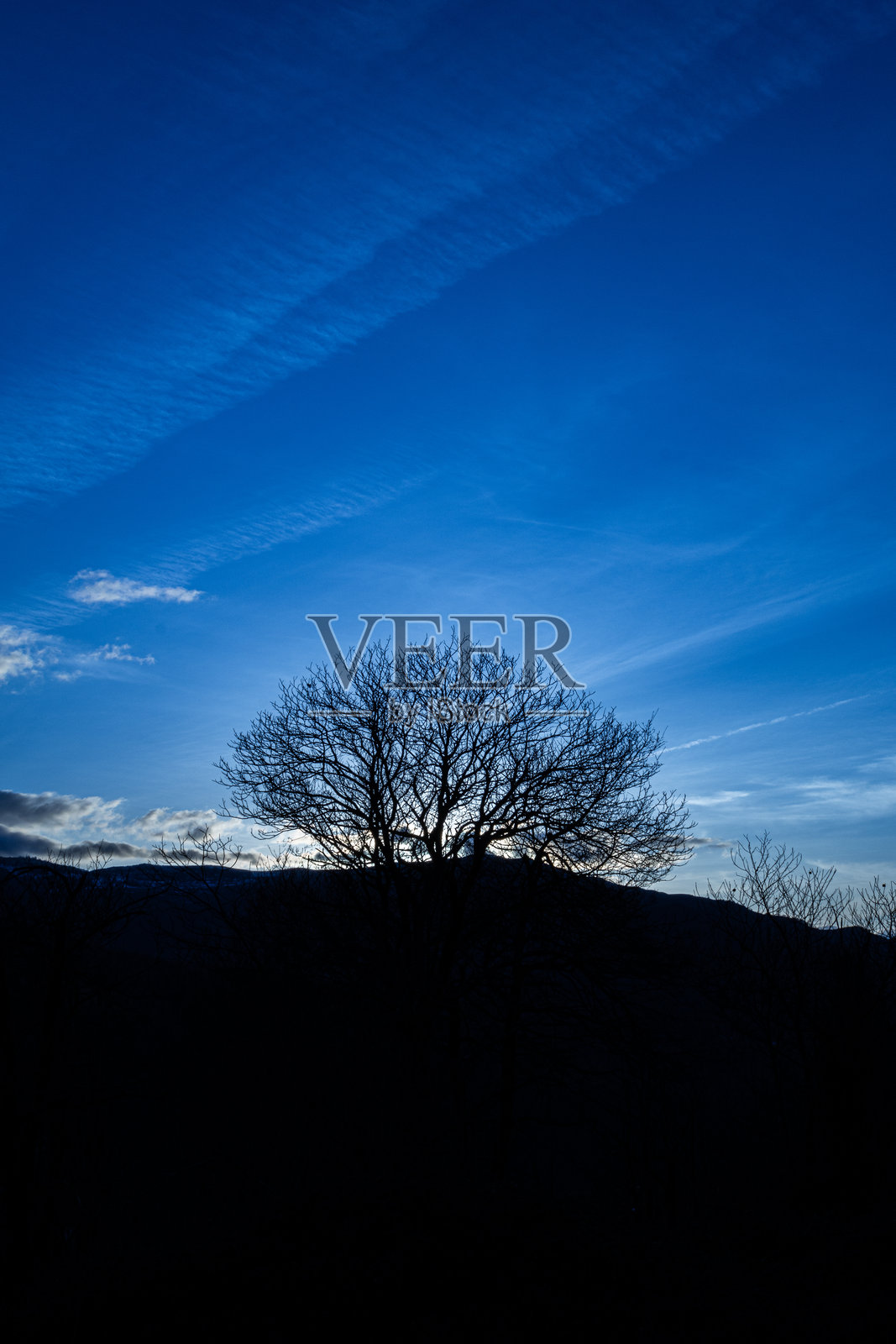 孤独的树木剪影映衬在深蓝色的天空下照片摄影图片