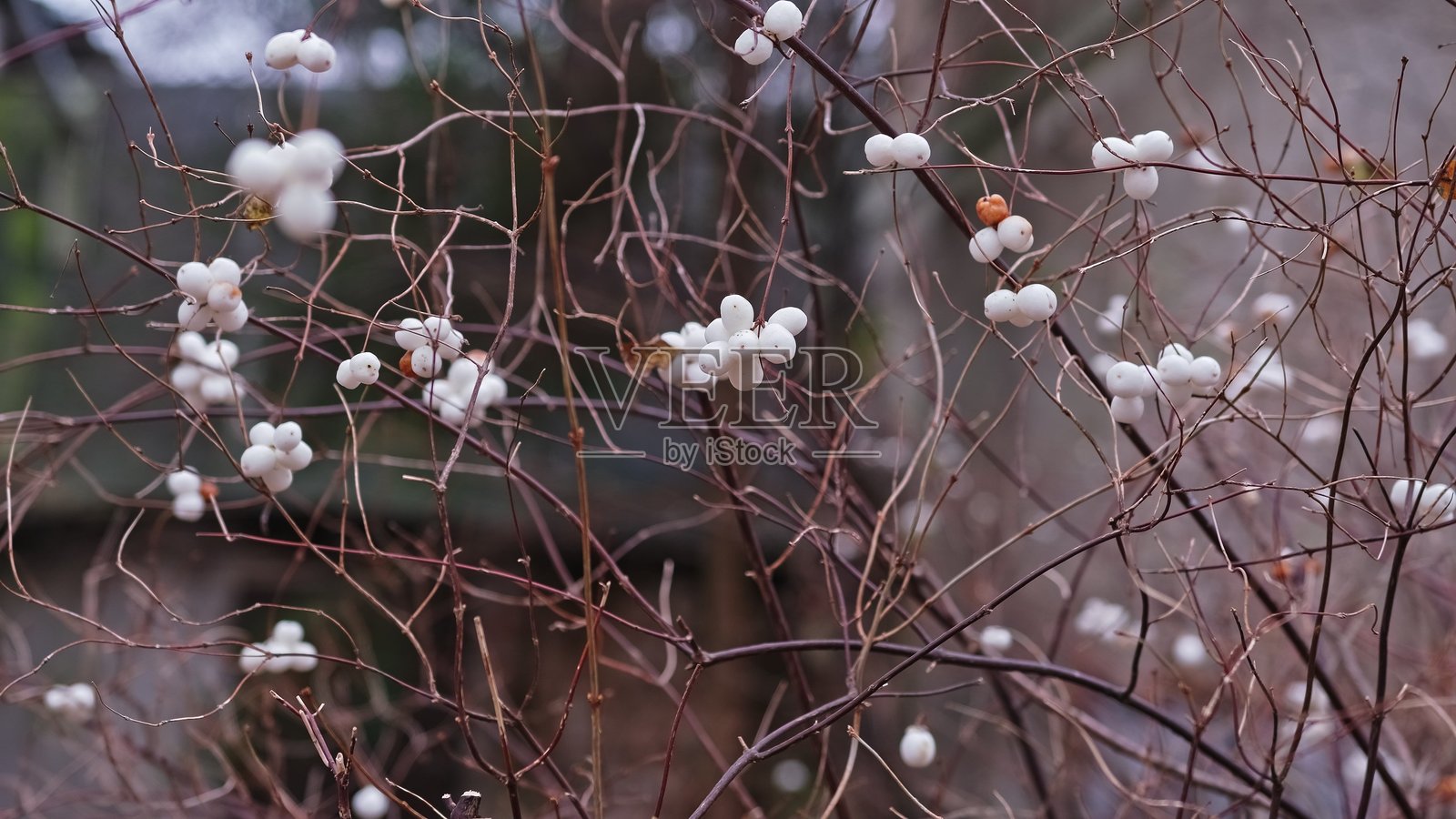 秋季白色成熟浆果：雪莓、蜡莓、幽灵莓、同心果落叶灌木照片摄影图片