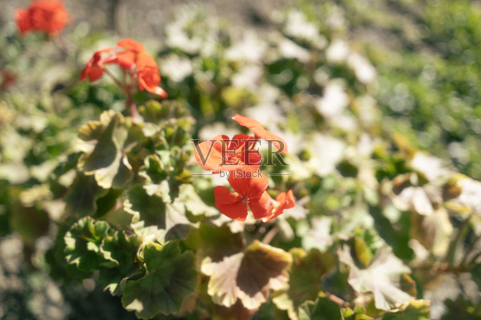 阳光下花园中盛开的鲜红天竺葵花照片摄影图片