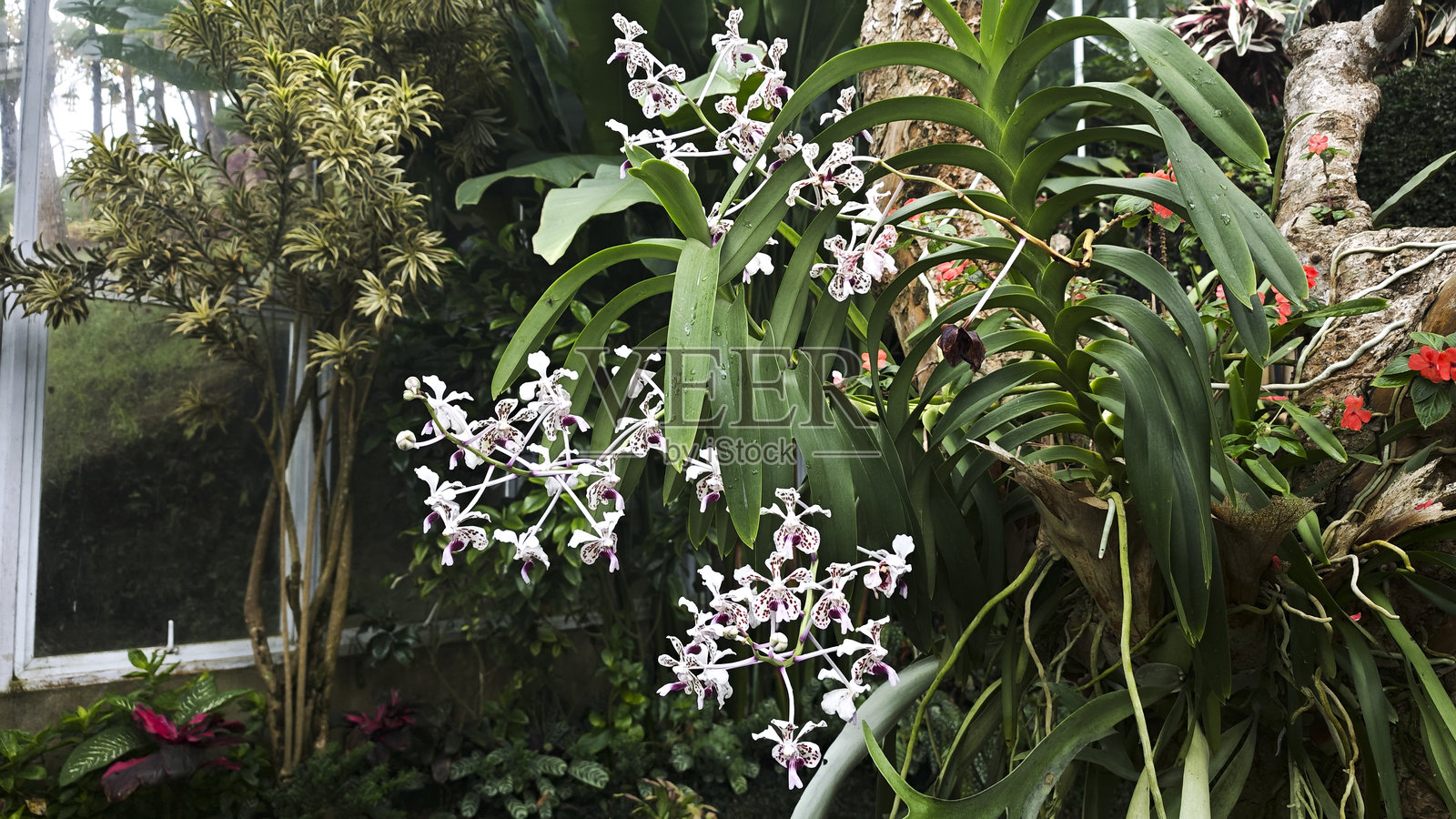 白色和紫色斑点的兰花，长绿叶生长在树上，背景是阳光明媚的热带温室，周围有各种异国植物。照片摄影图片