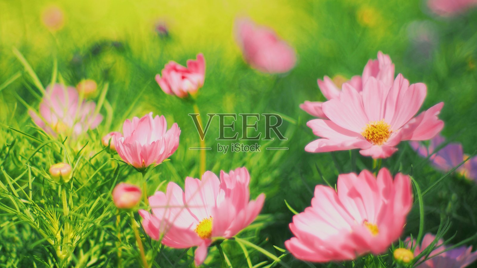 鲜艳的粉色花朵盛开，衬托在郁郁葱葱的绿色背景下。明亮、愉悦的色彩和柔和的焦点营造出梦幻而宁静的氛围。照片摄影图片