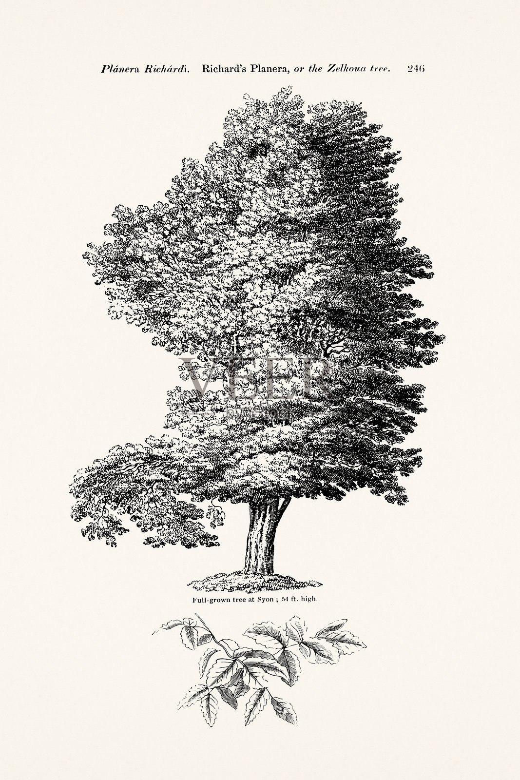 19世纪英国书籍中的树木插图。插画图片素材