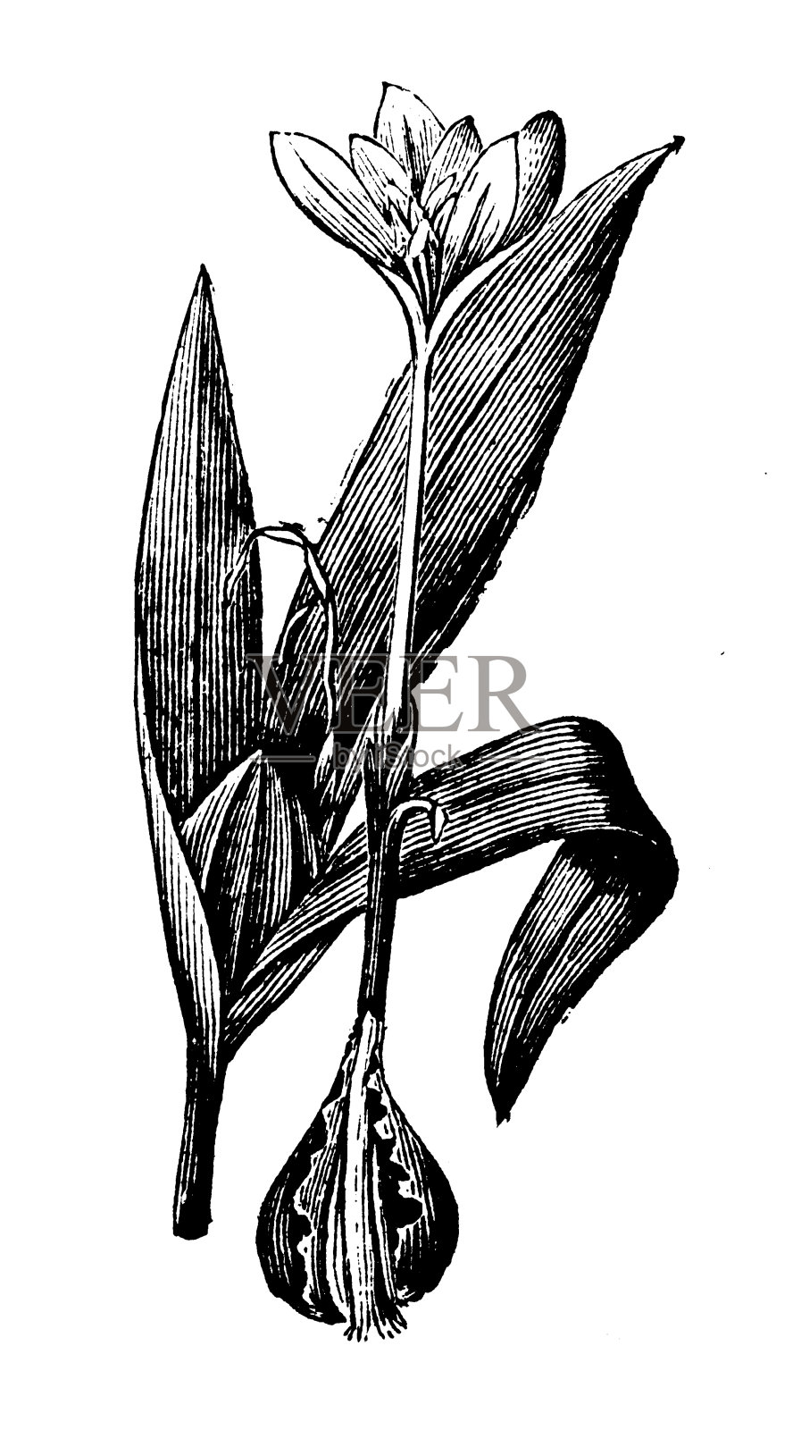 秋水仙，草地番红花插画图片素材