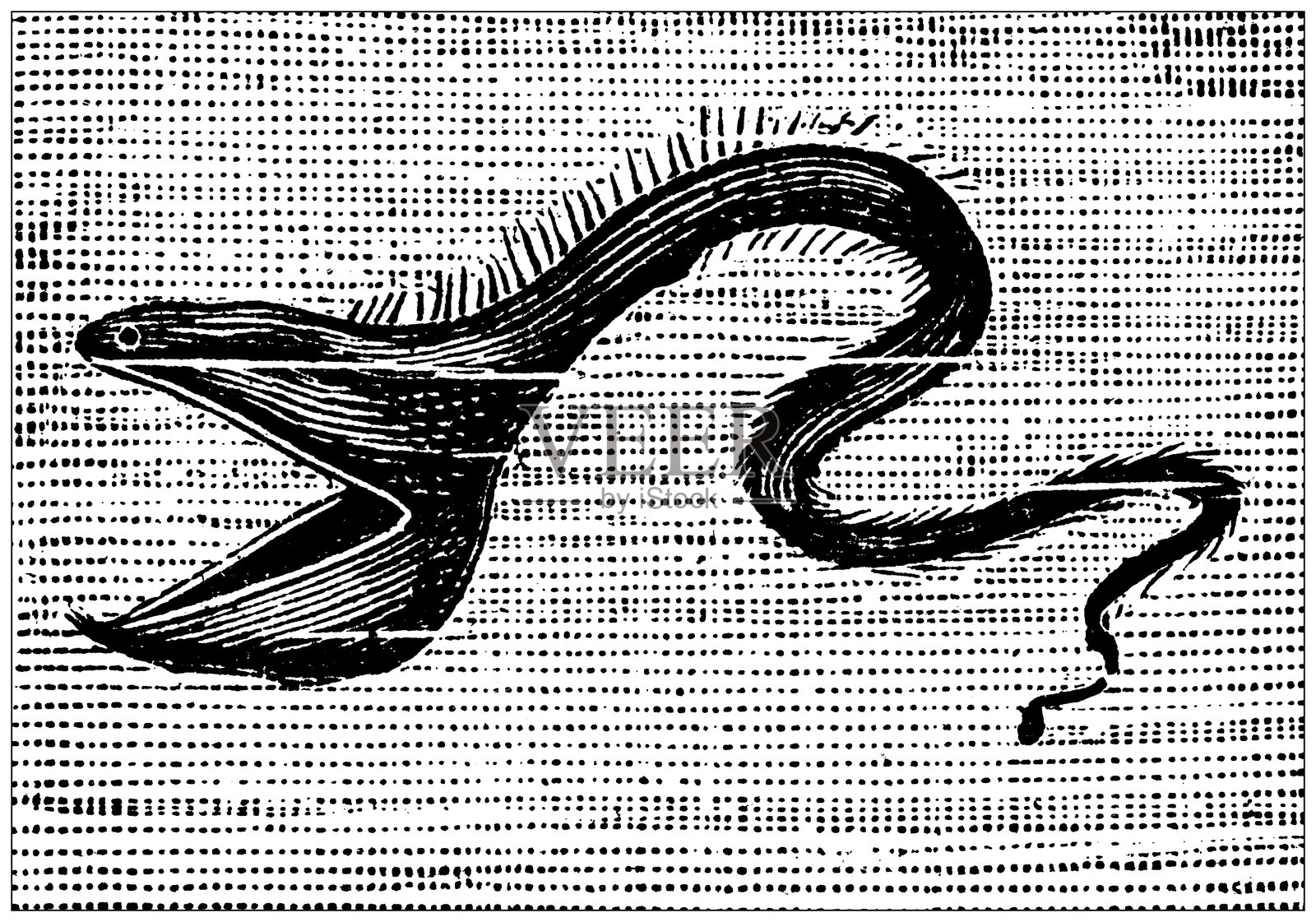 宽口鱼科，宽口鱼插画图片素材