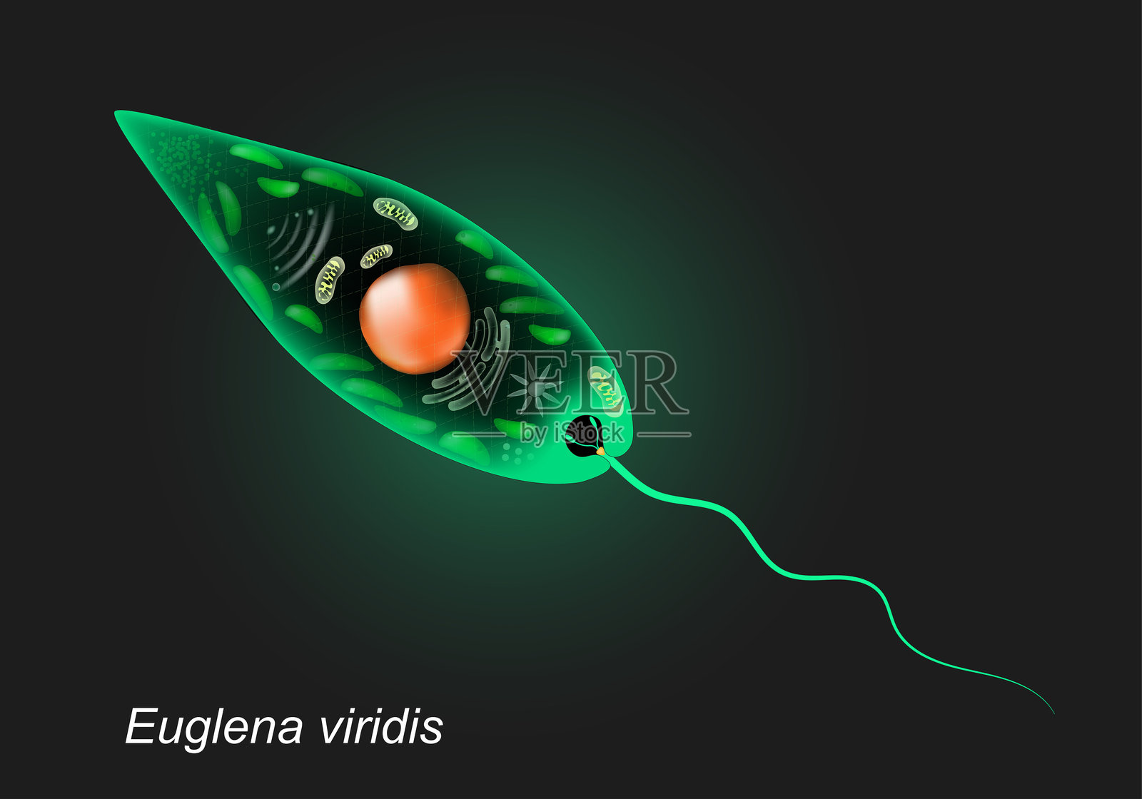绿藻虫。黑色背景下的单细胞生物。插画图片素材